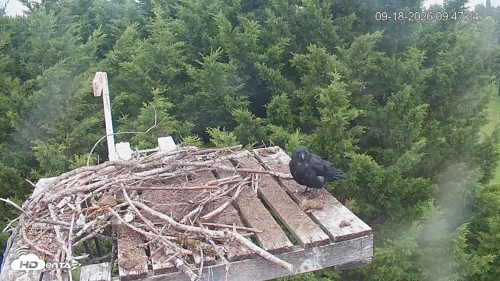 Snapshot of Medina Washington Live Osprey Nest Webcam taken Sep 18, 2026, 9:48am PDT