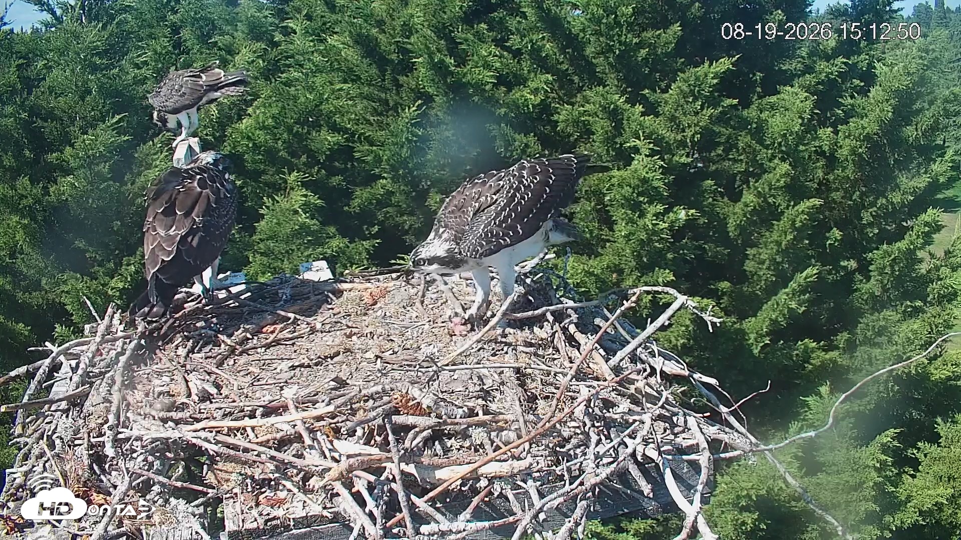 Snapshot of Medina Washington Live Osprey Nest Webcam taken Aug 19, 2026, 3:13pm PDT