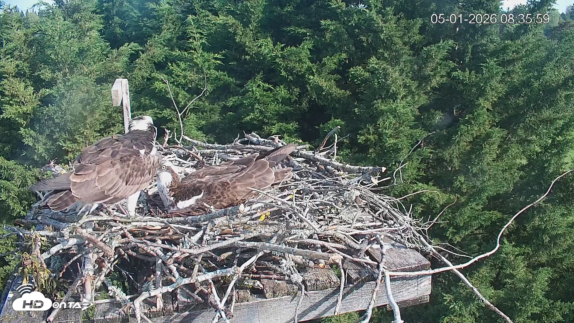 Snapshot of Medina Washington Live Osprey Nest Webcam taken May 1, 2026, 8:36am PDT