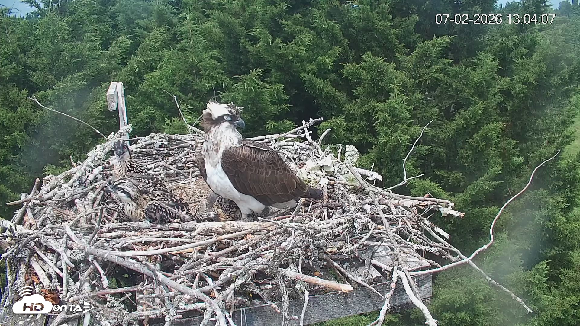 Snapshot of Medina Washington Live Osprey Nest Webcam taken Jul 2, 2026, 1:04pm PDT