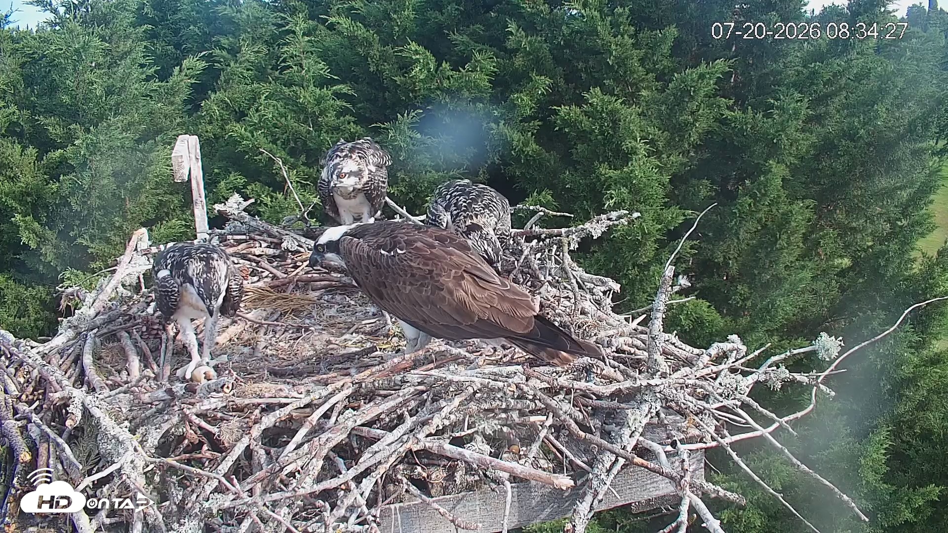 Snapshot of Medina Washington Live Osprey Nest Webcam taken Jul 20, 2026, 8:35am PDT