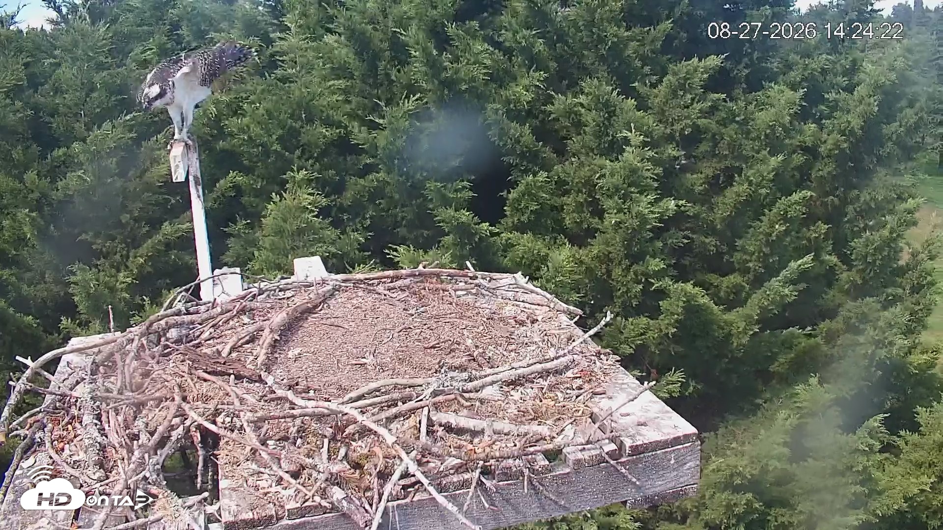 Snapshot of Medina Washington Live Osprey Nest Webcam taken Aug 27, 2026, 2:25pm PDT