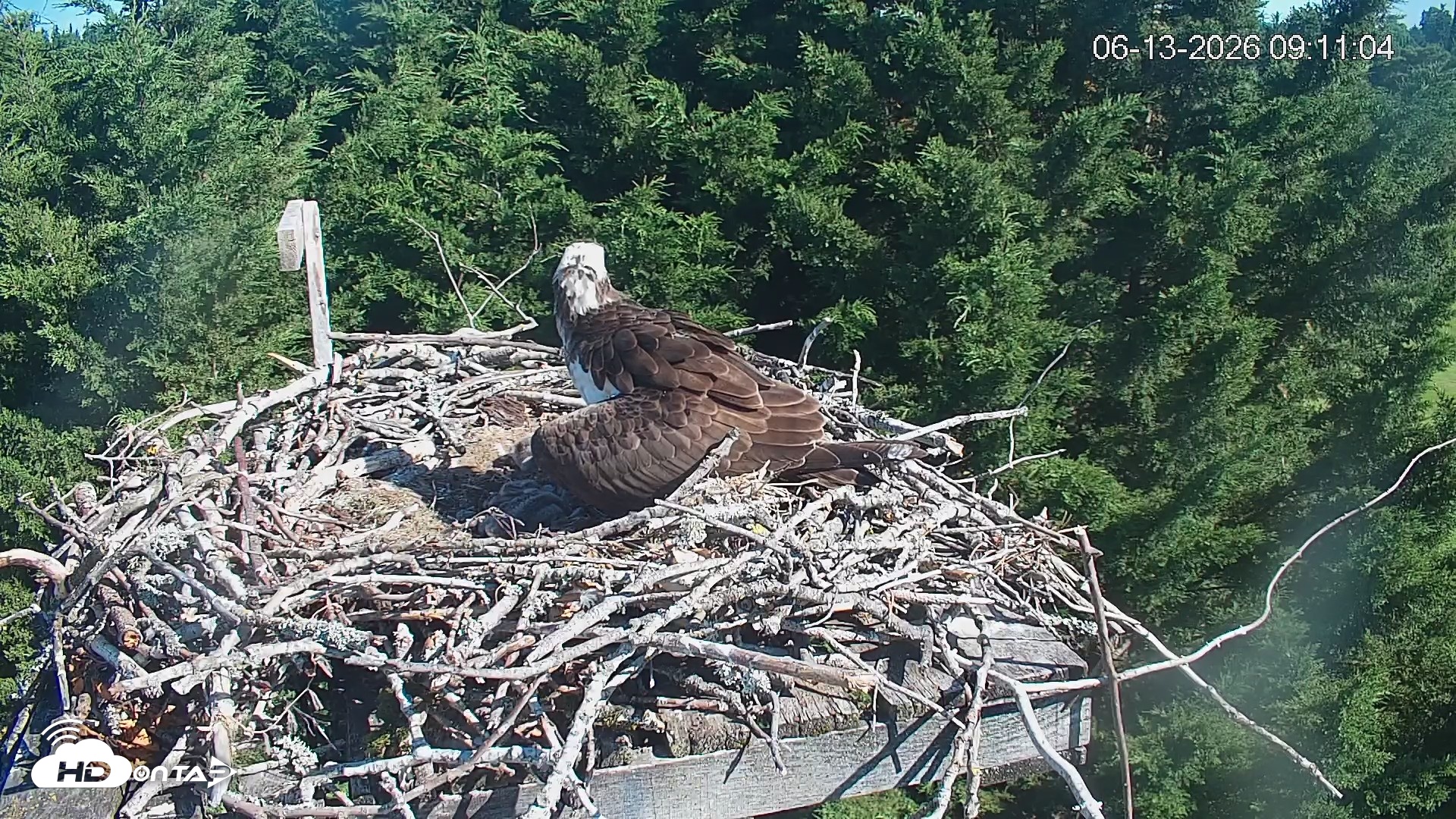 Snapshot of Medina Washington Live Osprey Nest Webcam taken Jun 13, 2026, 9:12am PDT