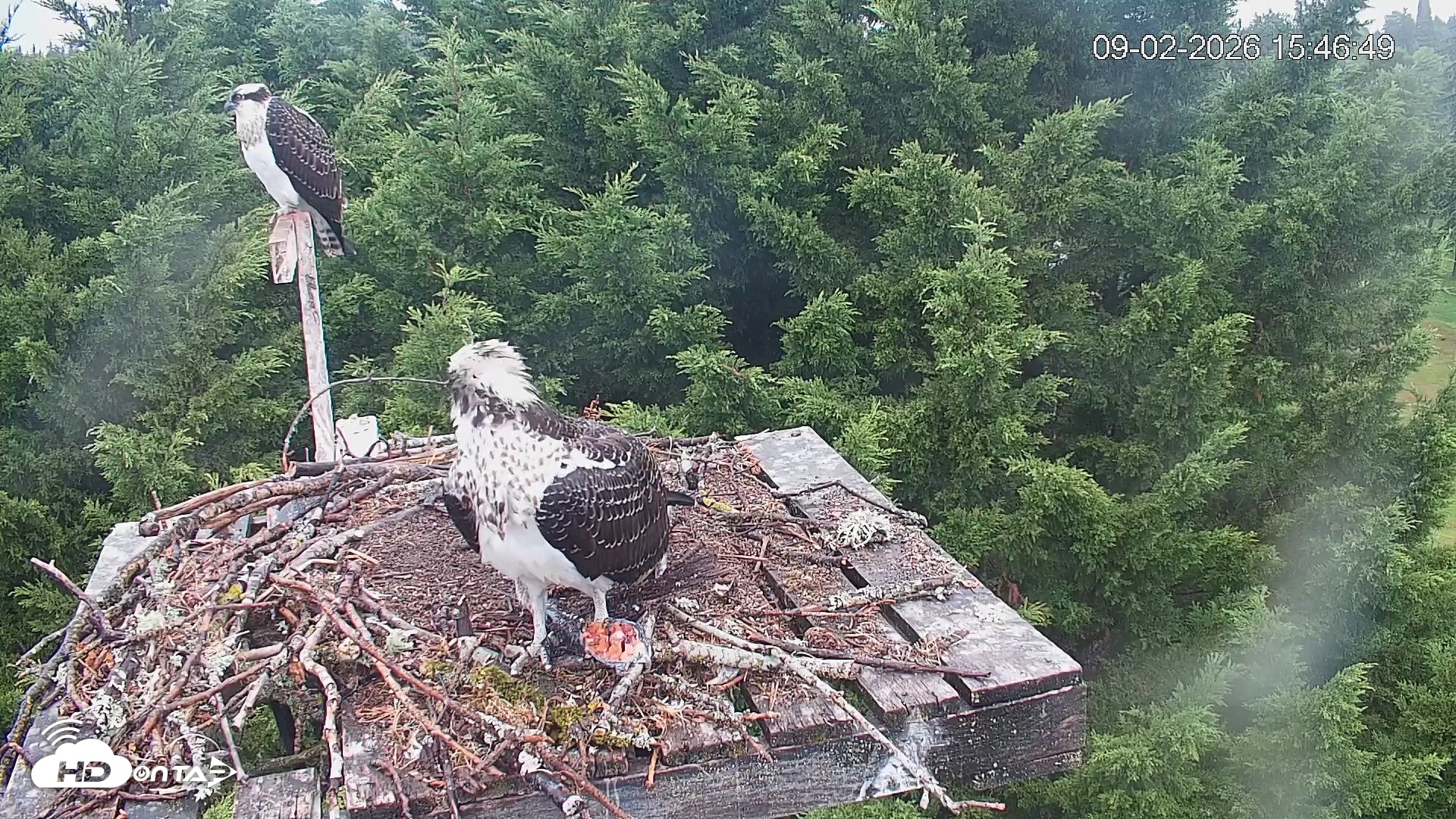 Snapshot of Medina Washington Live Osprey Nest Webcam taken Sep 2, 2026, 3:47pm PDT