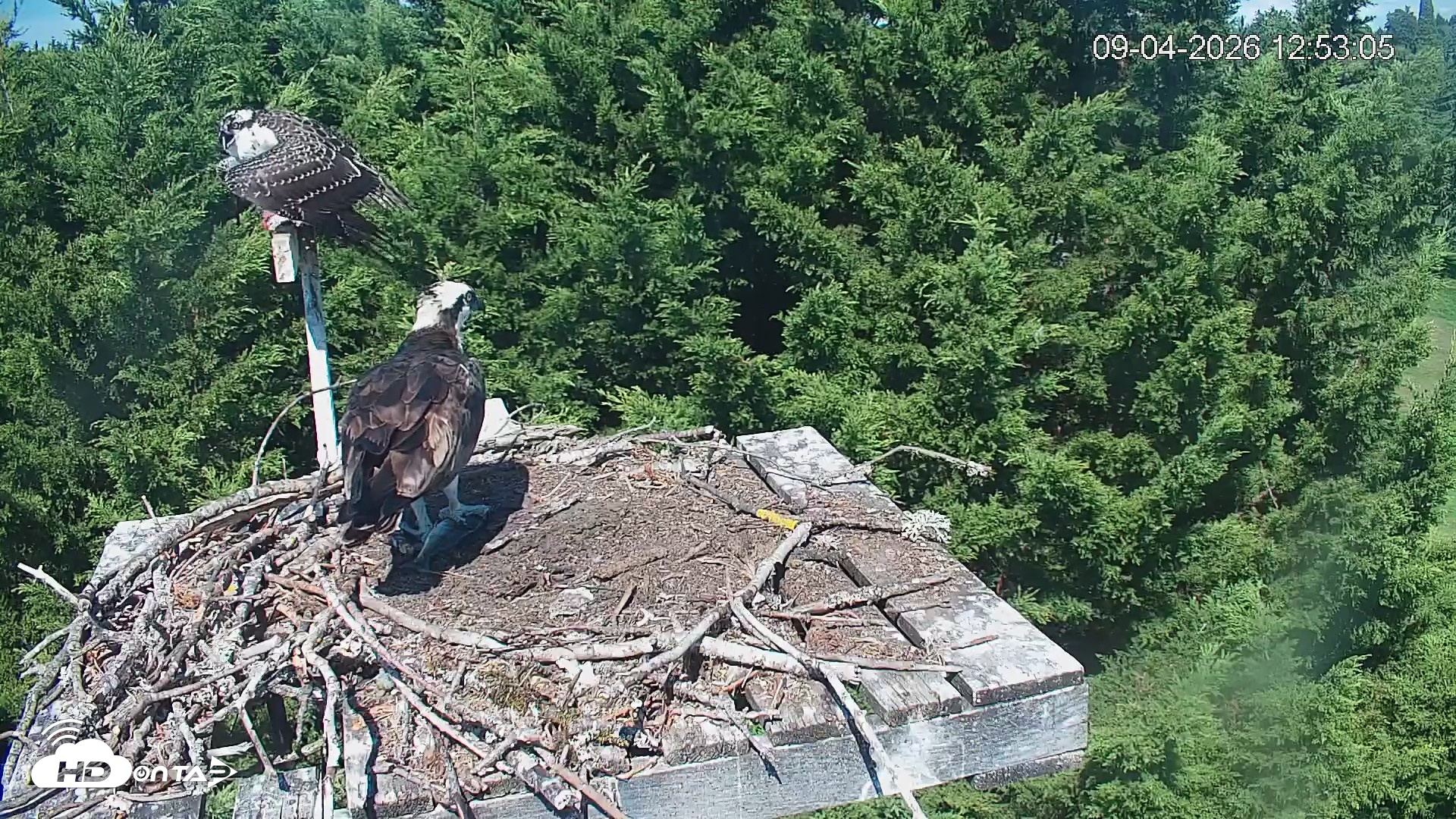 Snapshot of Medina Washington Live Osprey Nest Webcam taken Sep 4, 2026, 12:54pm PDT