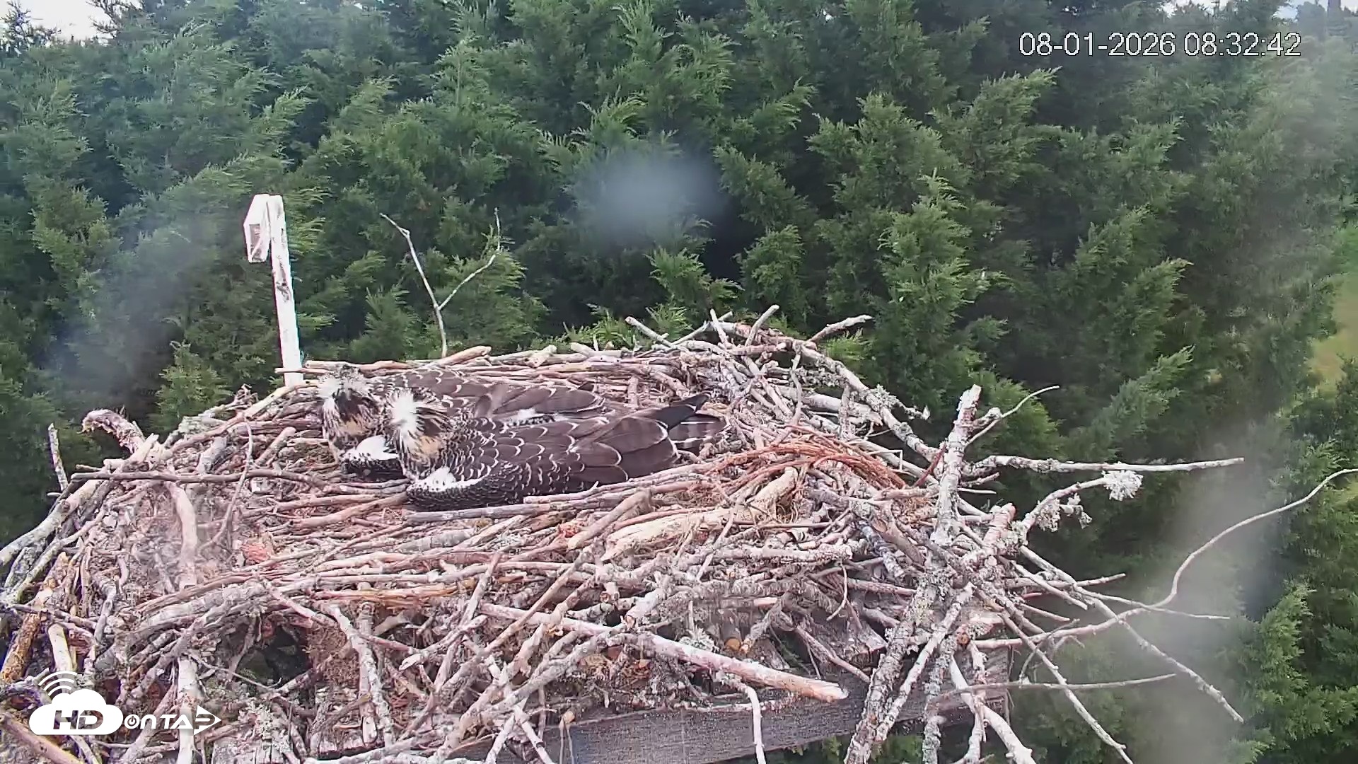 Snapshot of Medina Washington Live Osprey Nest Webcam taken Aug 1, 2026, 8:33am PDT
