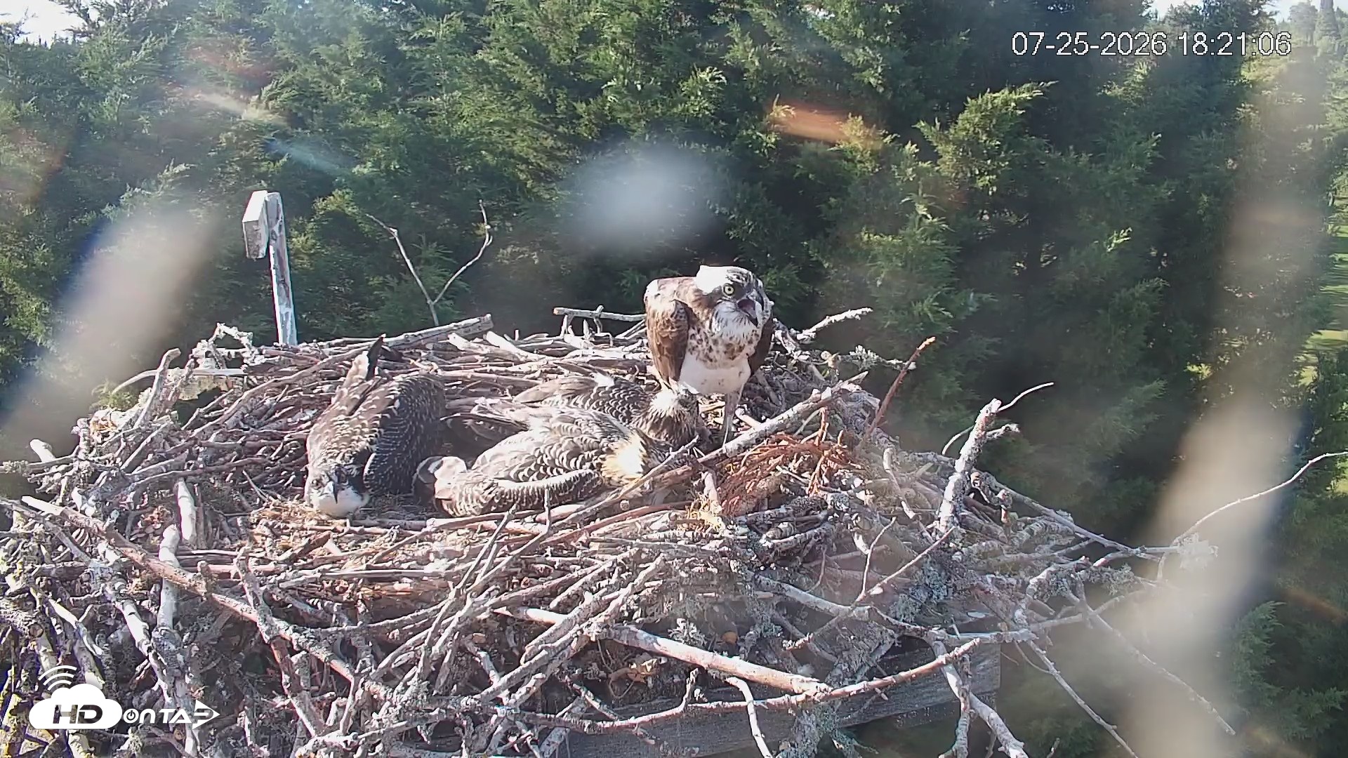Snapshot of Medina Washington Live Osprey Nest Webcam taken Jul 25, 2026, 6:22pm PDT