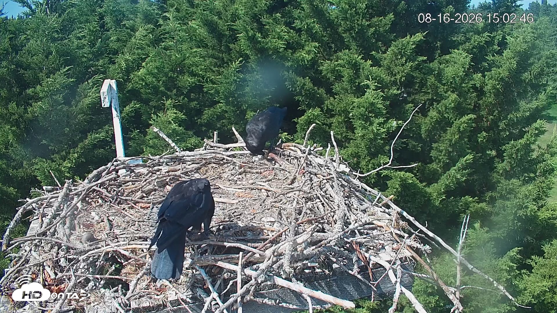 Snapshot of Medina Washington Live Osprey Nest Webcam taken Aug 16, 2026, 3:03pm PDT