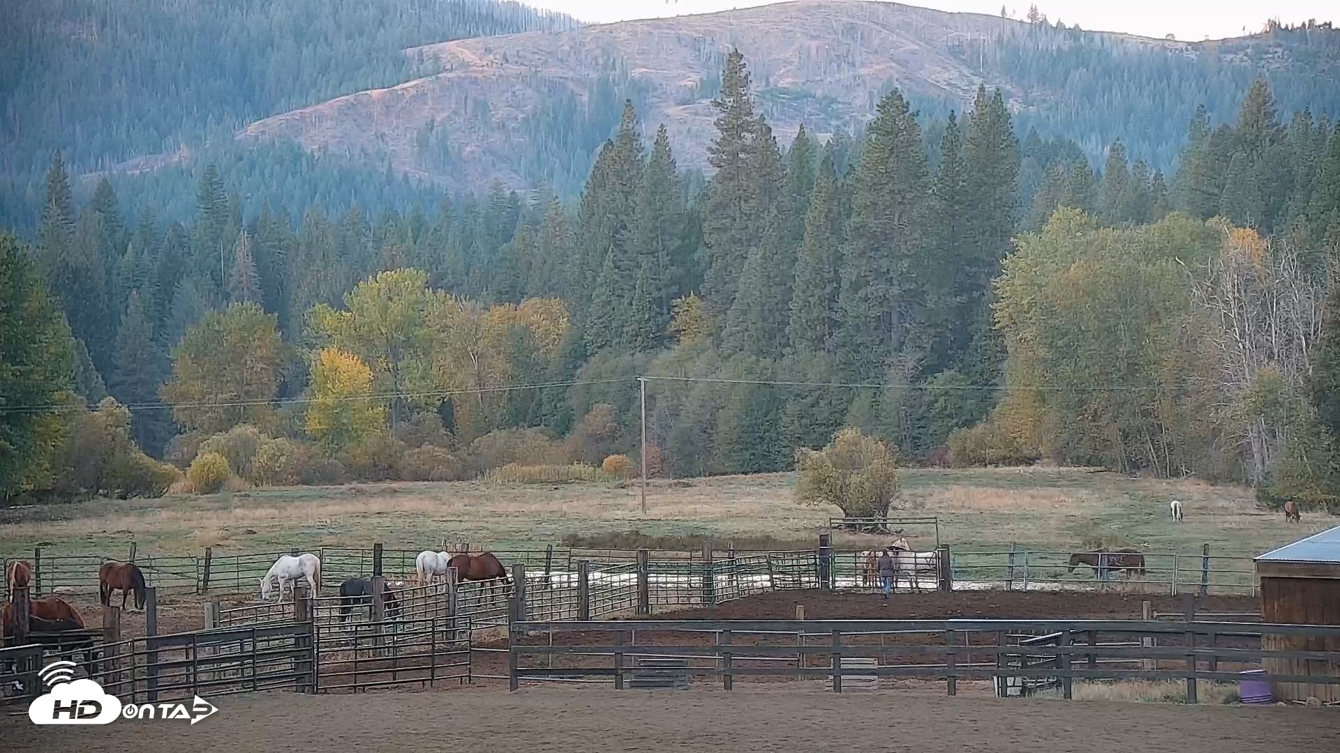 Snapshot of Greenhorn Ranch Live Horse Arena Cam taken Oct 21, 2025, 7:24am PDT