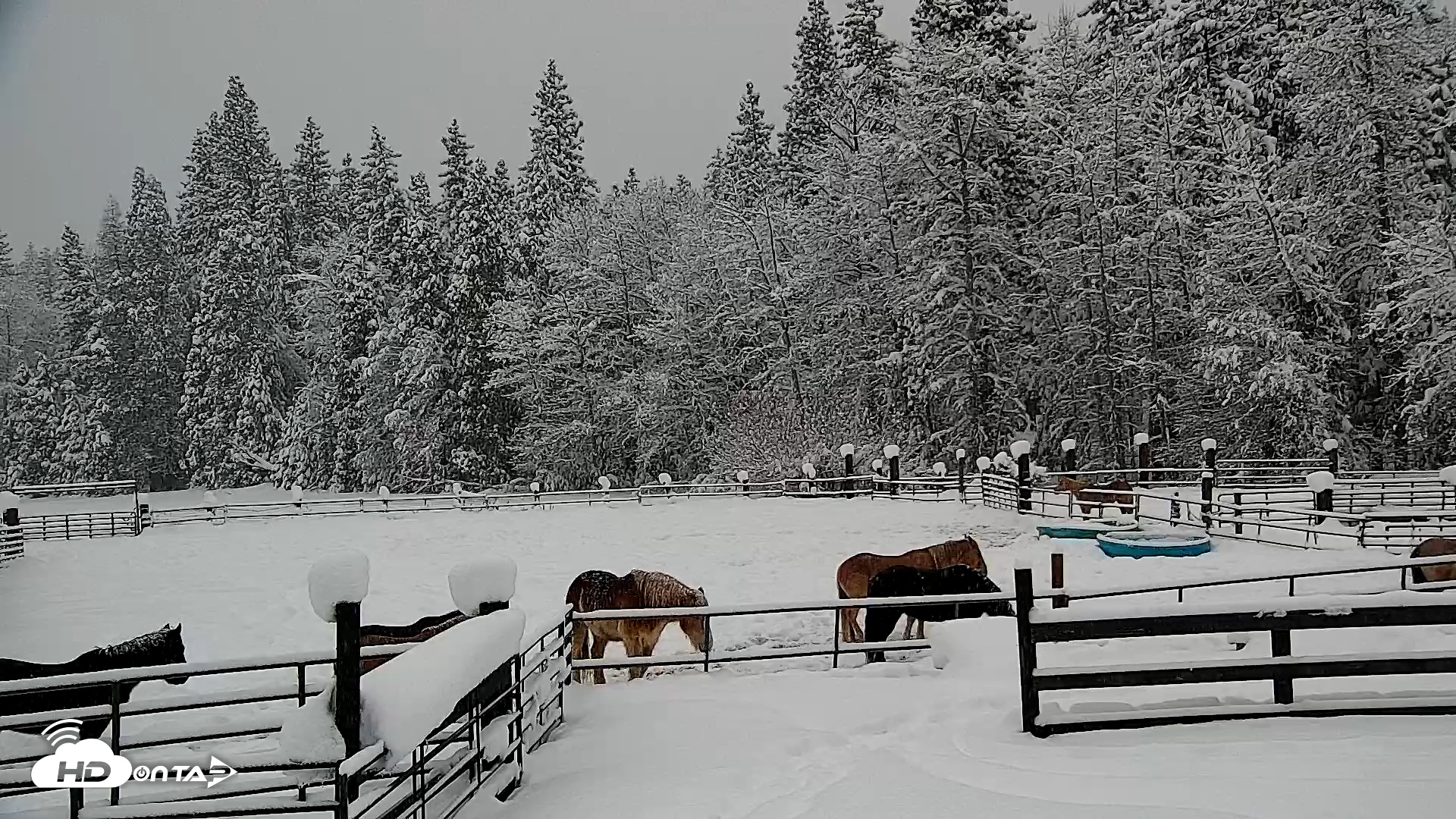 Snapshot of Greenhorn Ranch Live Horse Arena Cam taken Feb 19, 2026, 6:54am PST