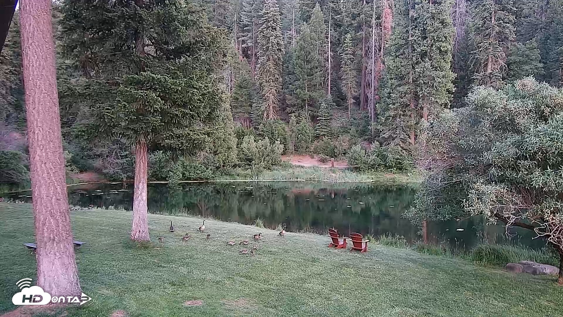 Snapshot of Greenhorn Ranch Live Horse Arena Cam taken Jun 7, 2025, 8:43pm PDT