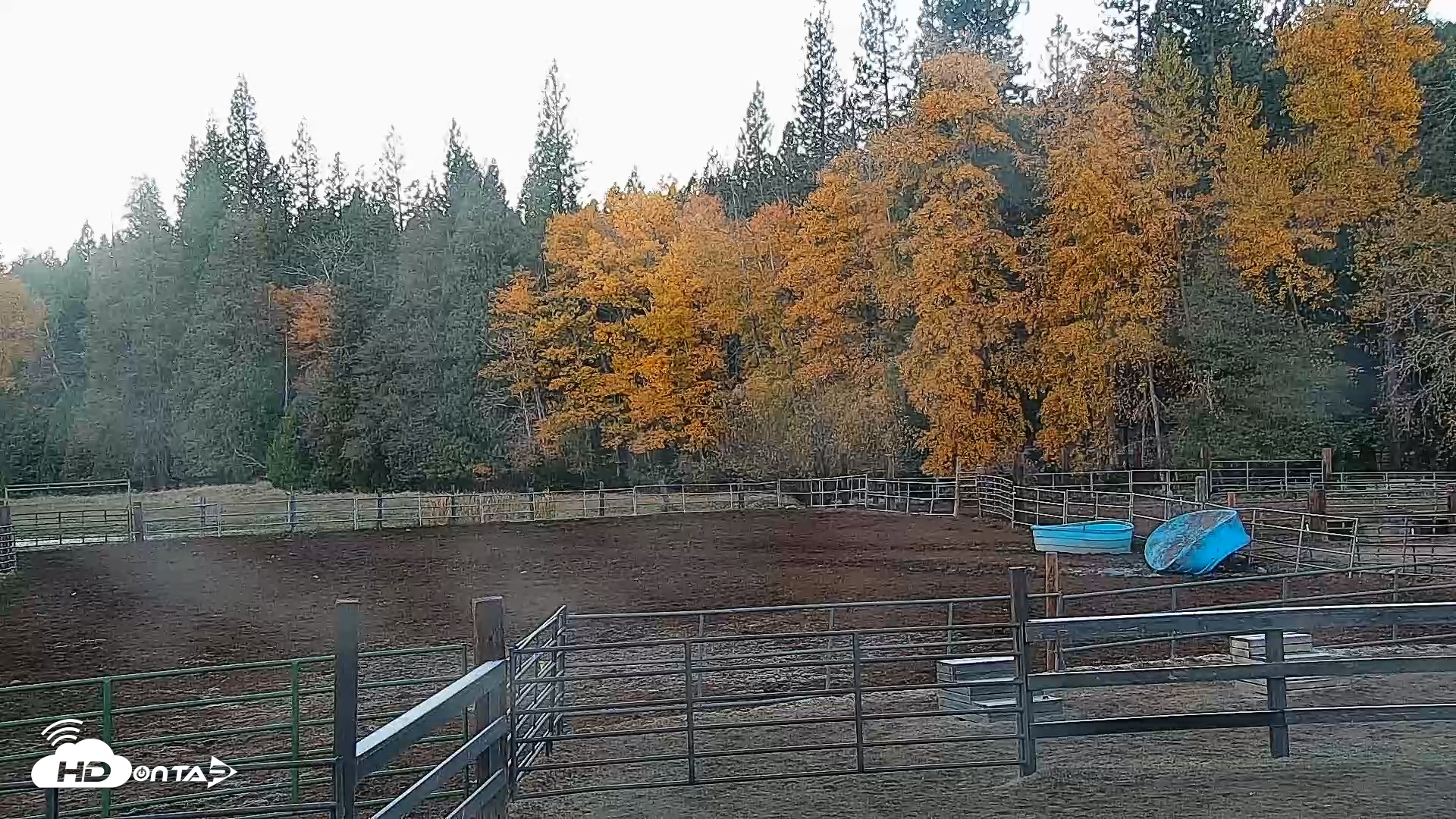 Snapshot of Greenhorn Ranch Live Horse Arena Cam taken Nov 1, 2025, 7:50am PDT
