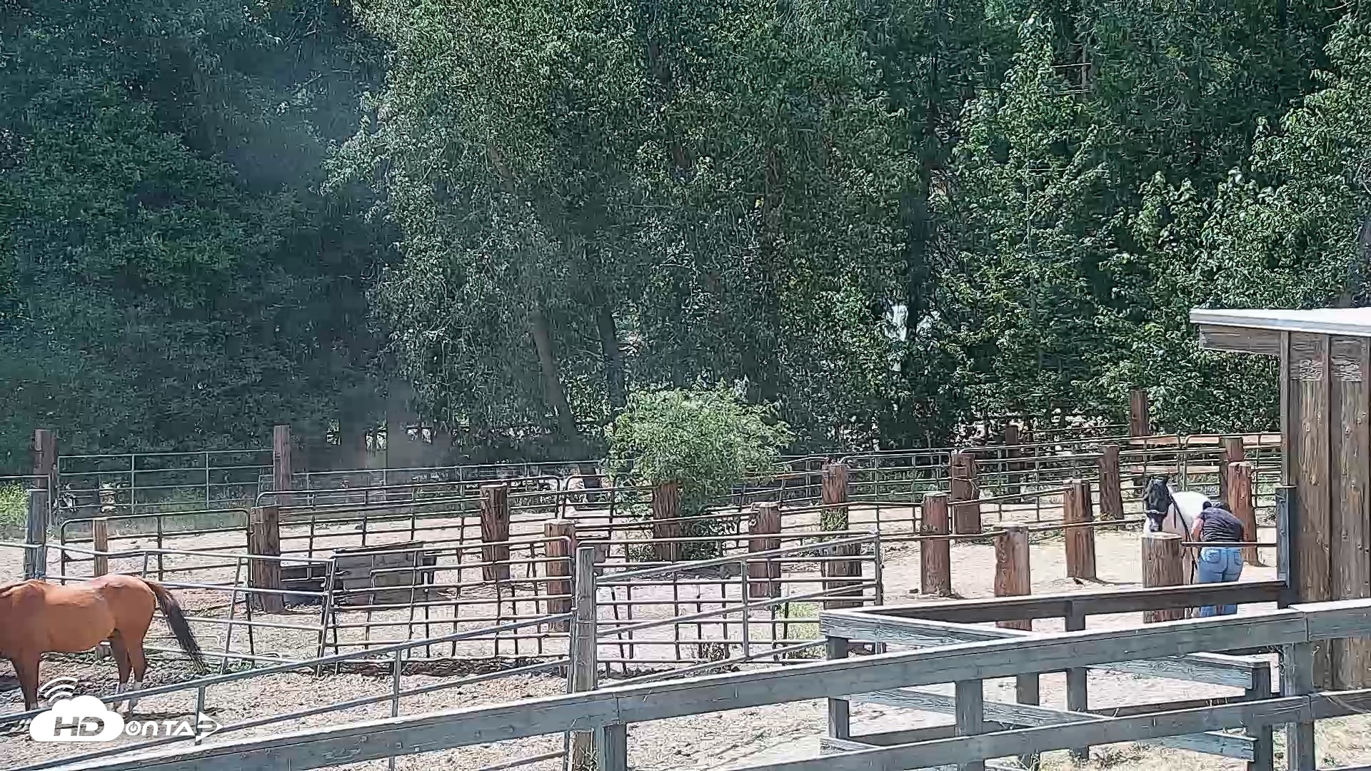 Snapshot of Greenhorn Ranch Live Horse Arena Cam taken Jun 26, 2026, 3:16pm PDT