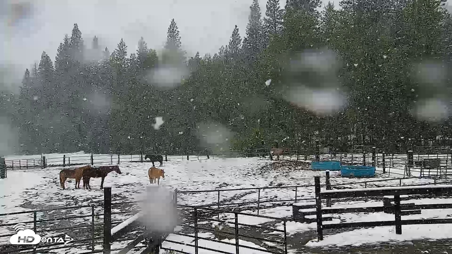 Snapshot of Greenhorn Ranch Live Horse Arena Cam taken Apr 12, 2026, 12:05pm PDT