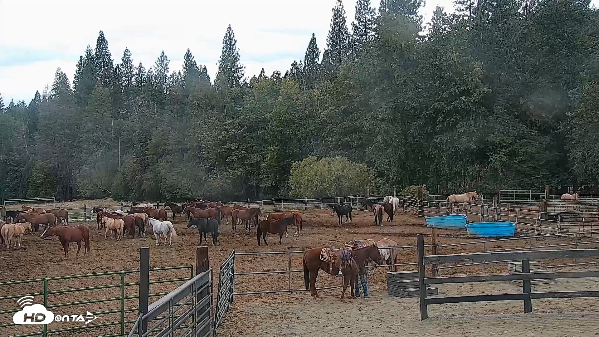 Snapshot of Greenhorn Ranch Live Horse Arena Cam taken Oct 14, 2025, 2:27pm PDT