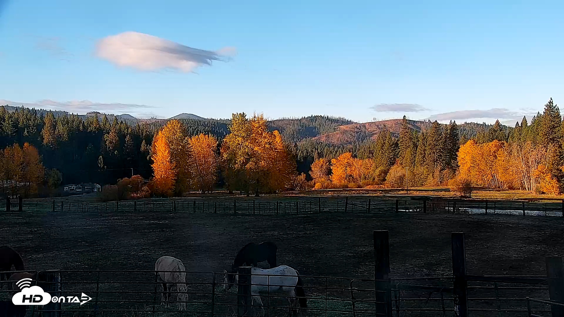 Snapshot of Greenhorn Ranch Live Horse Arena Cam taken Nov 3, 2025, 7:45am PST