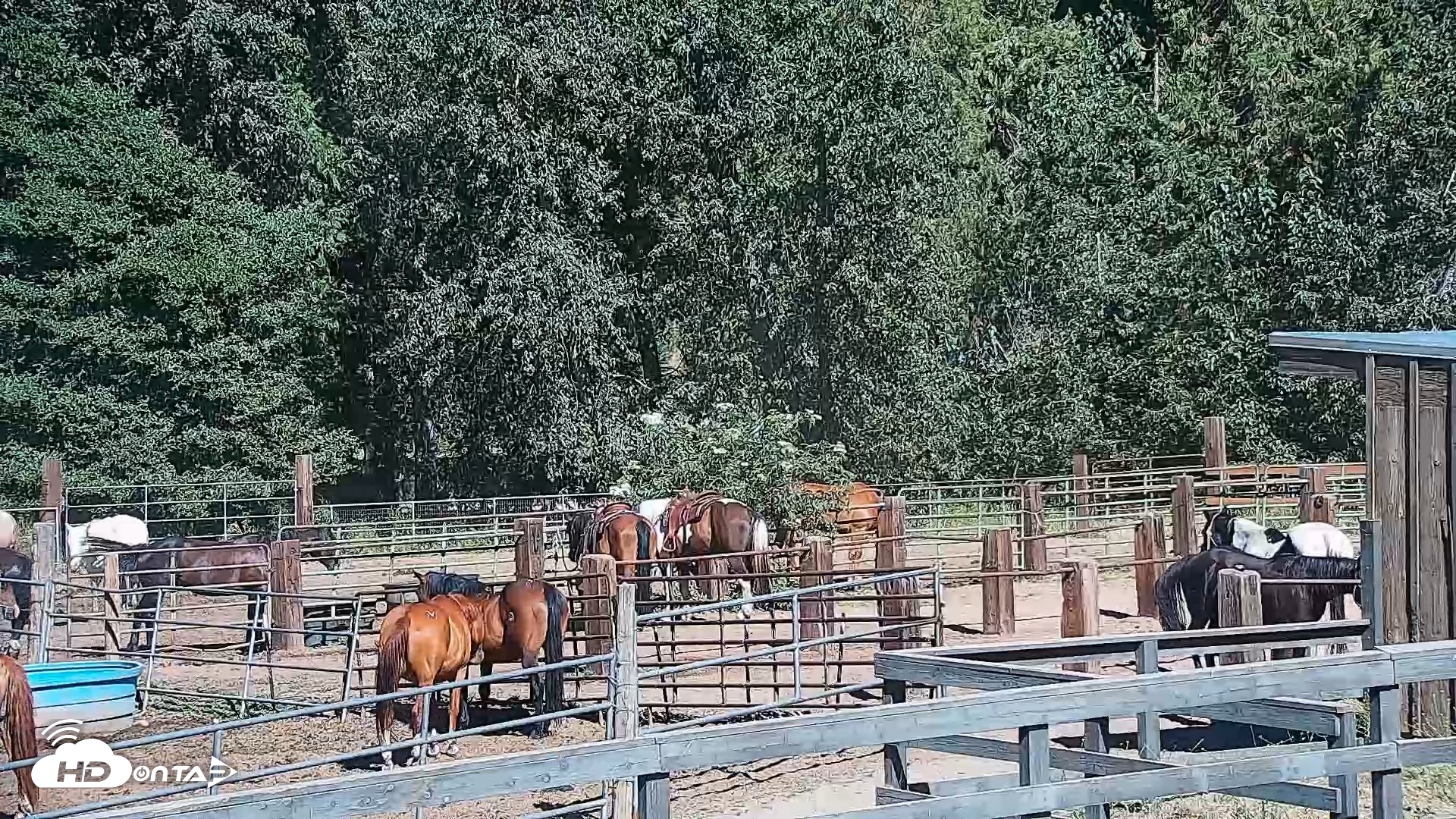 Snapshot of Greenhorn Ranch Live Horse Arena Cam taken Jul 17, 2026, 9:44am PDT