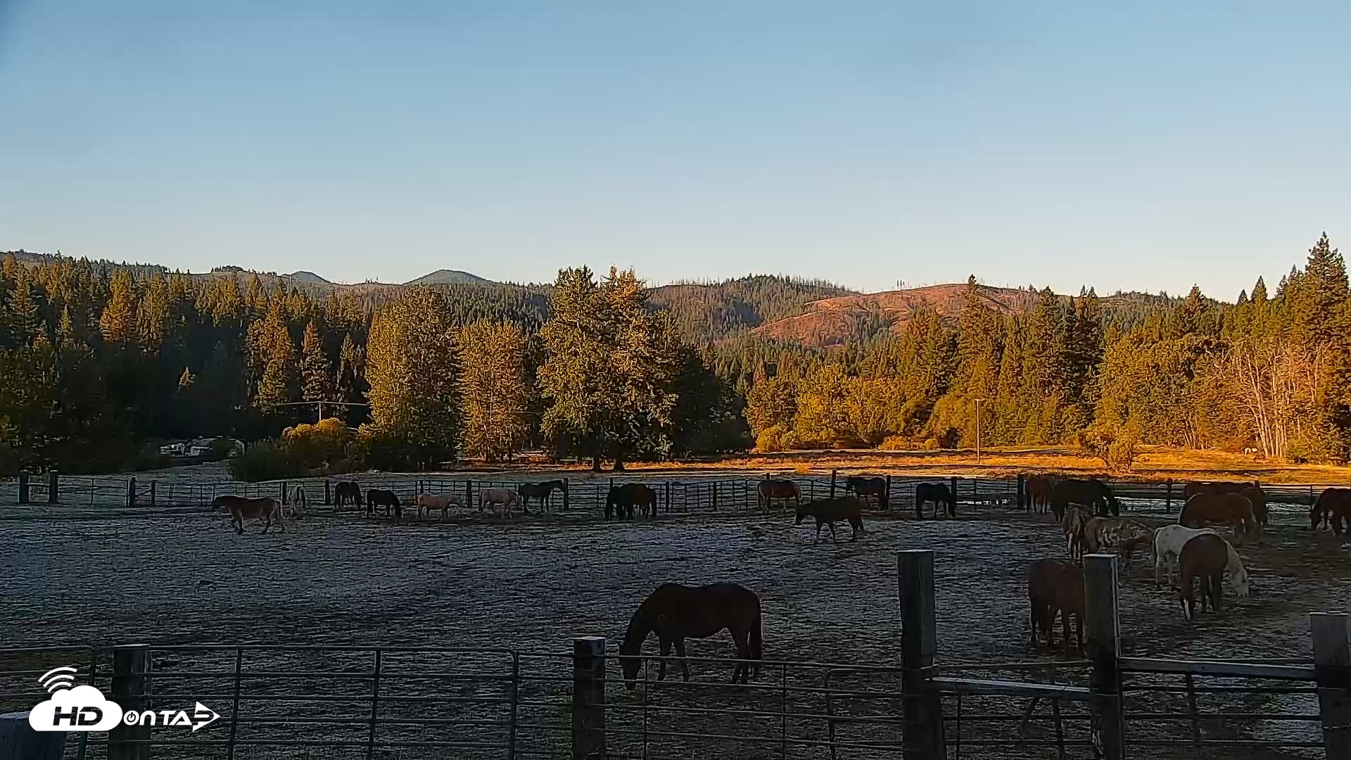 Snapshot of Greenhorn Ranch Live Horse Arena Cam taken Oct 12, 2025, 8:32am PDT