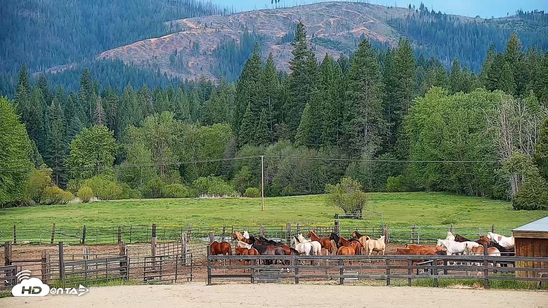 Snapshot of Greenhorn Ranch Live Horse Arena Cam taken May 3, 2026, 2:53pm PDT