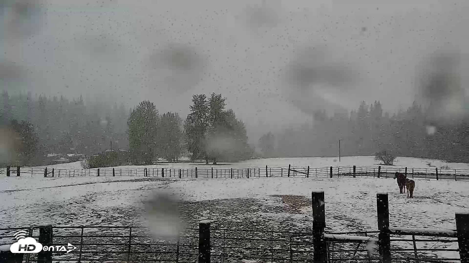 Snapshot of Greenhorn Ranch Live Horse Arena Cam taken Apr 12, 2026, 12:05pm PDT