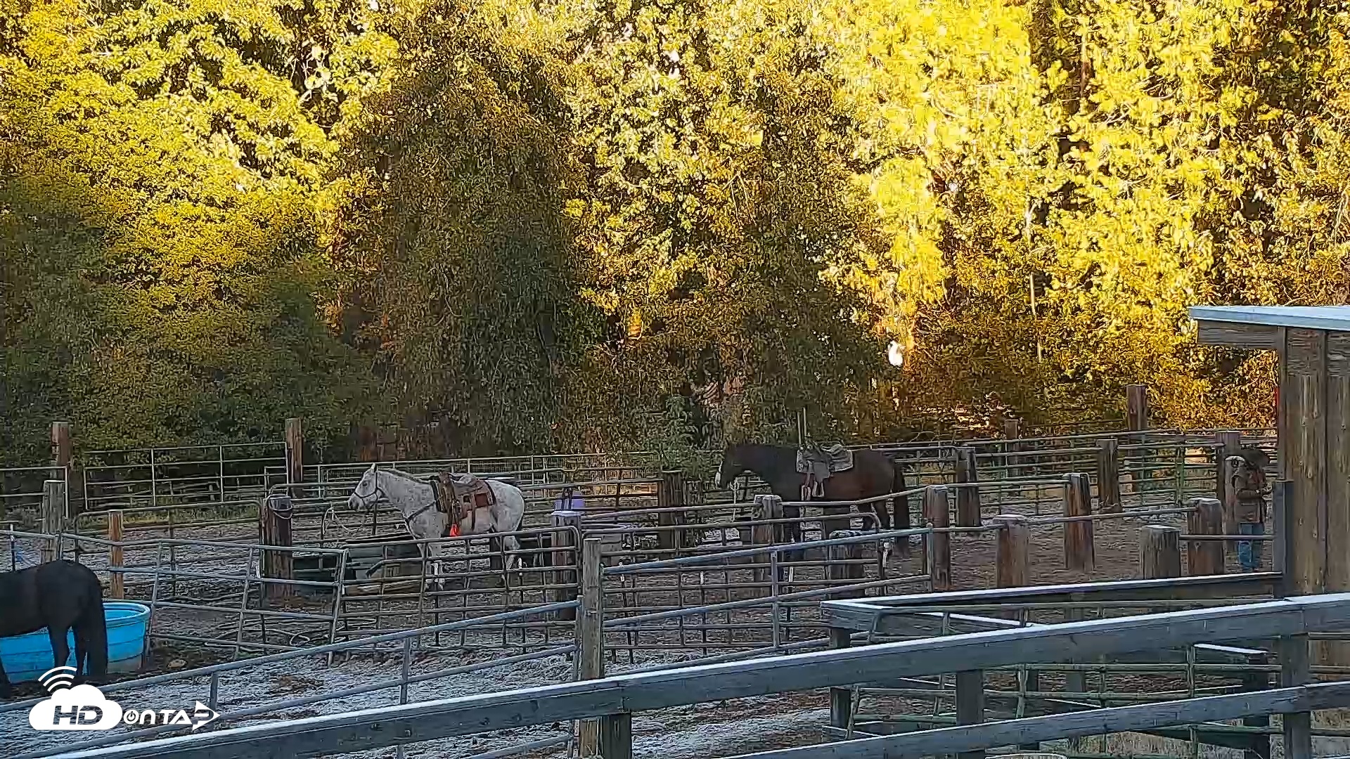 Snapshot of Greenhorn Ranch Live Horse Arena Cam taken Oct 12, 2025, 8:32am PDT