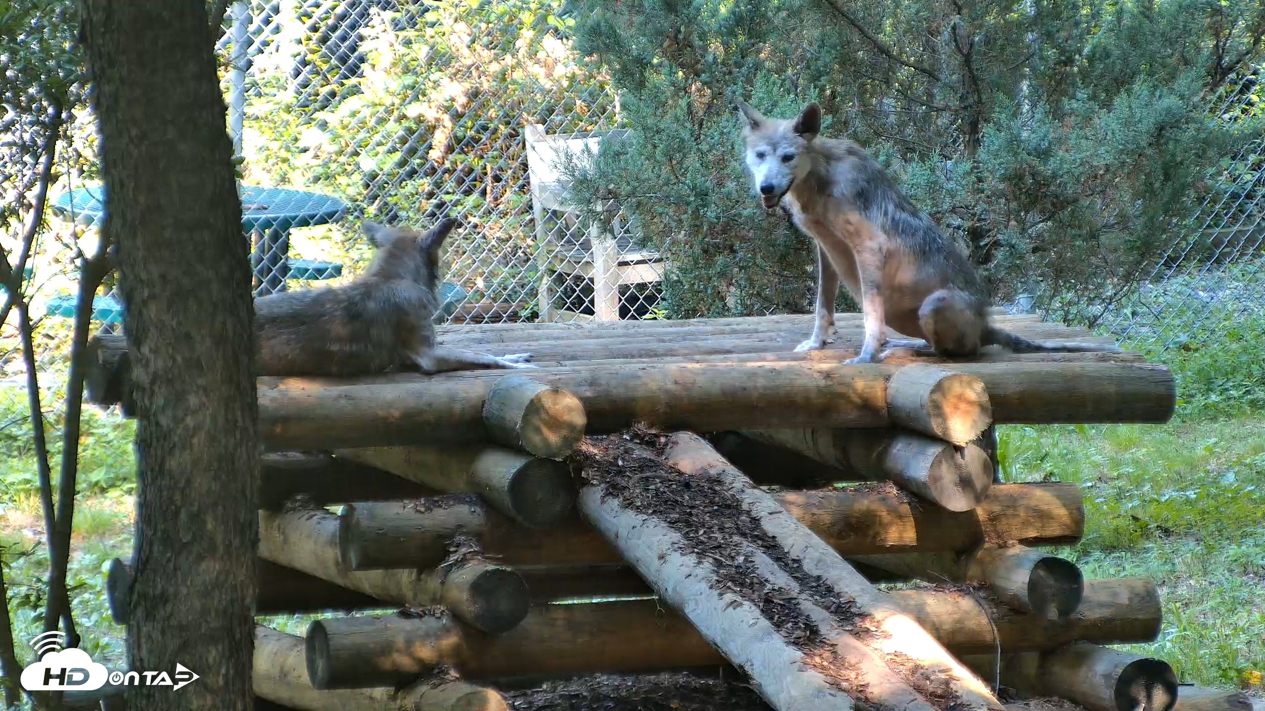 Snapshot of Red Wolves Live Webcam at the Wolf Conservation Center taken Aug 7, 2026, 10:25am EDT