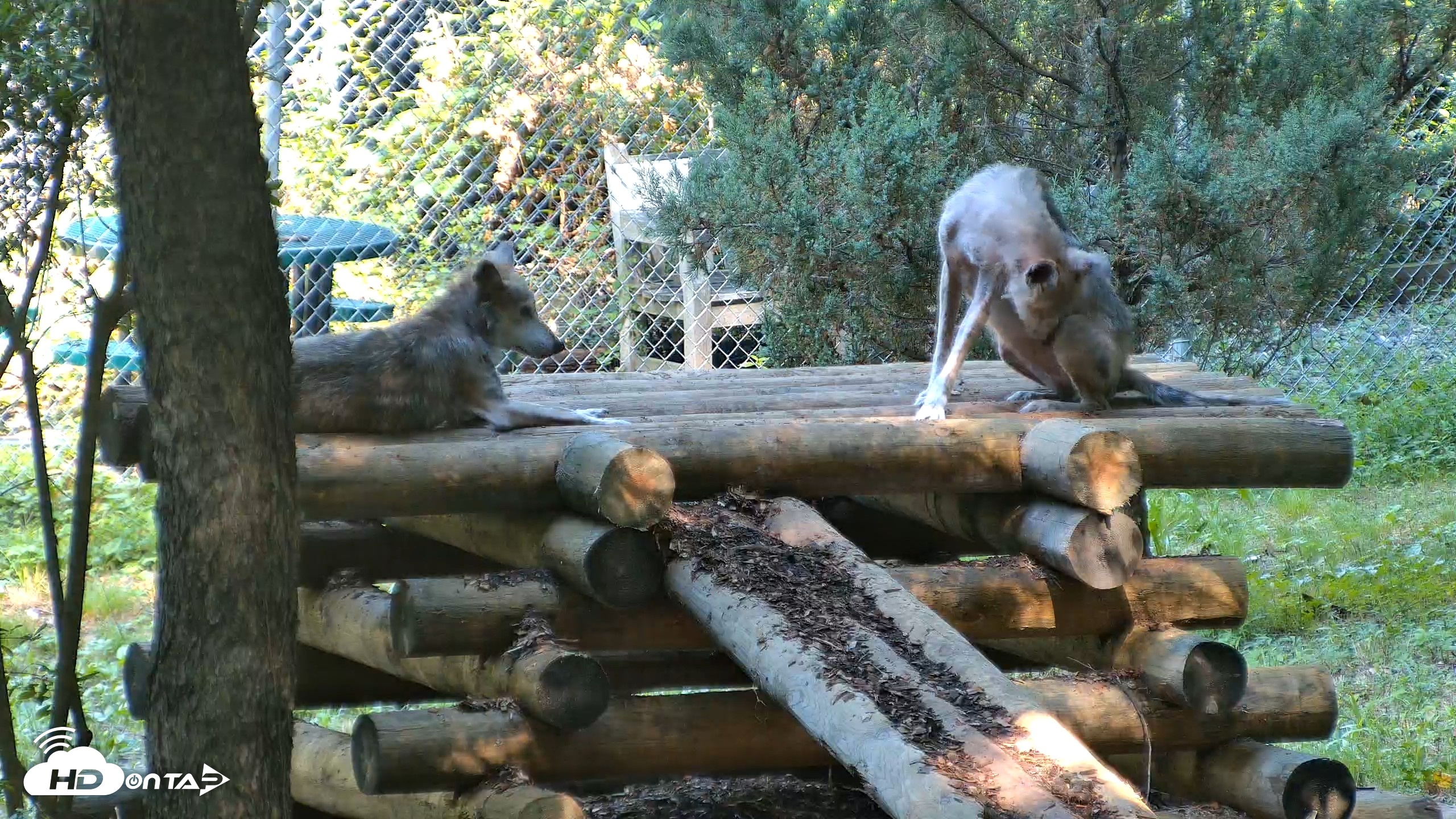 Snapshot of Red Wolves Live Webcam at the Wolf Conservation Center taken Aug 7, 2026, 10:25am EDT