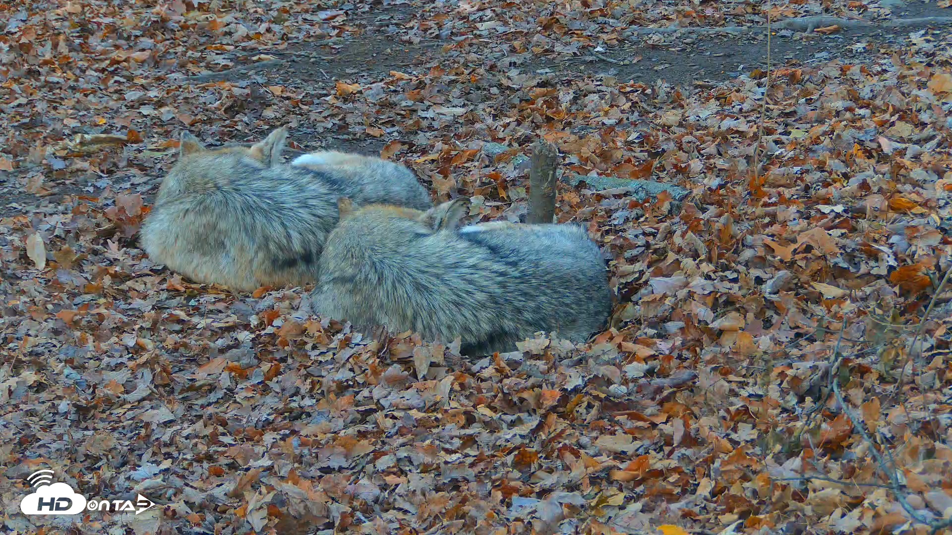 Snapshot of Red Wolves Live Webcam at the Wolf Conservation Center taken Nov 14, 2025, 6:38am EST