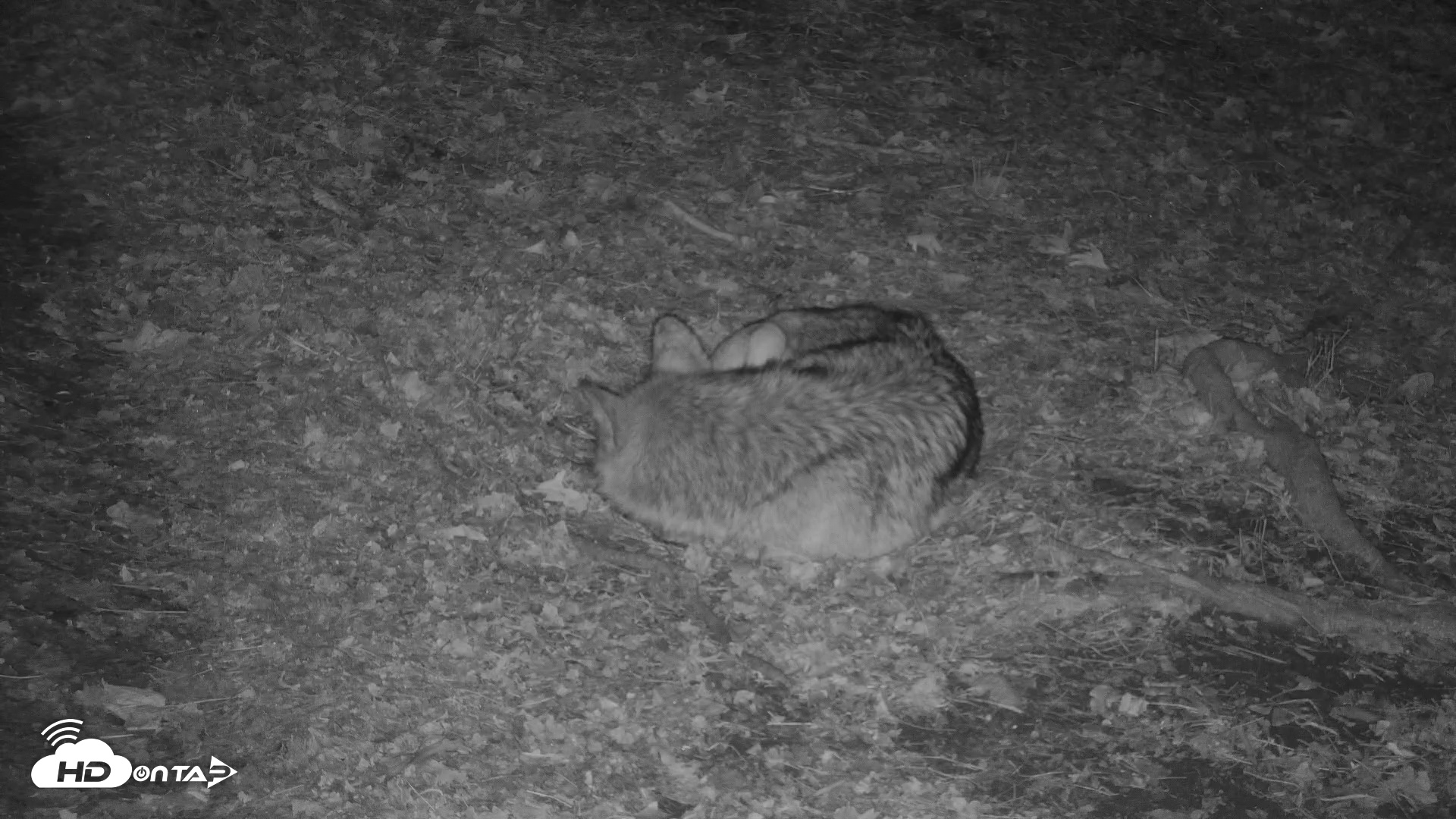 Snapshot of Red Wolves Live Webcam at the Wolf Conservation Center taken Nov 23, 2025, 4:42am EST
