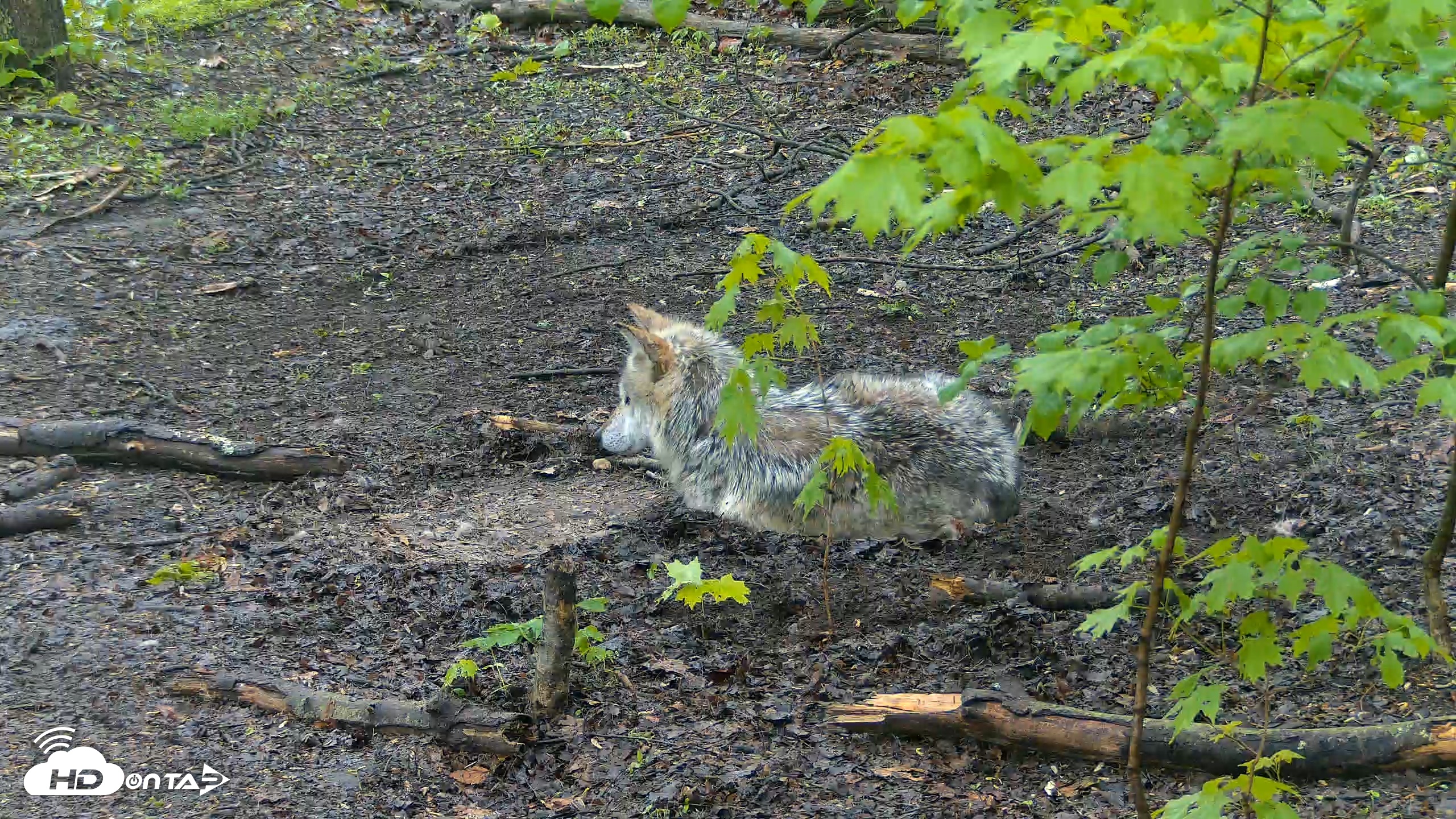 Snapshot of Red Wolves Live Webcam at the Wolf Conservation Center taken May 10, 2026, 8:17am EDT