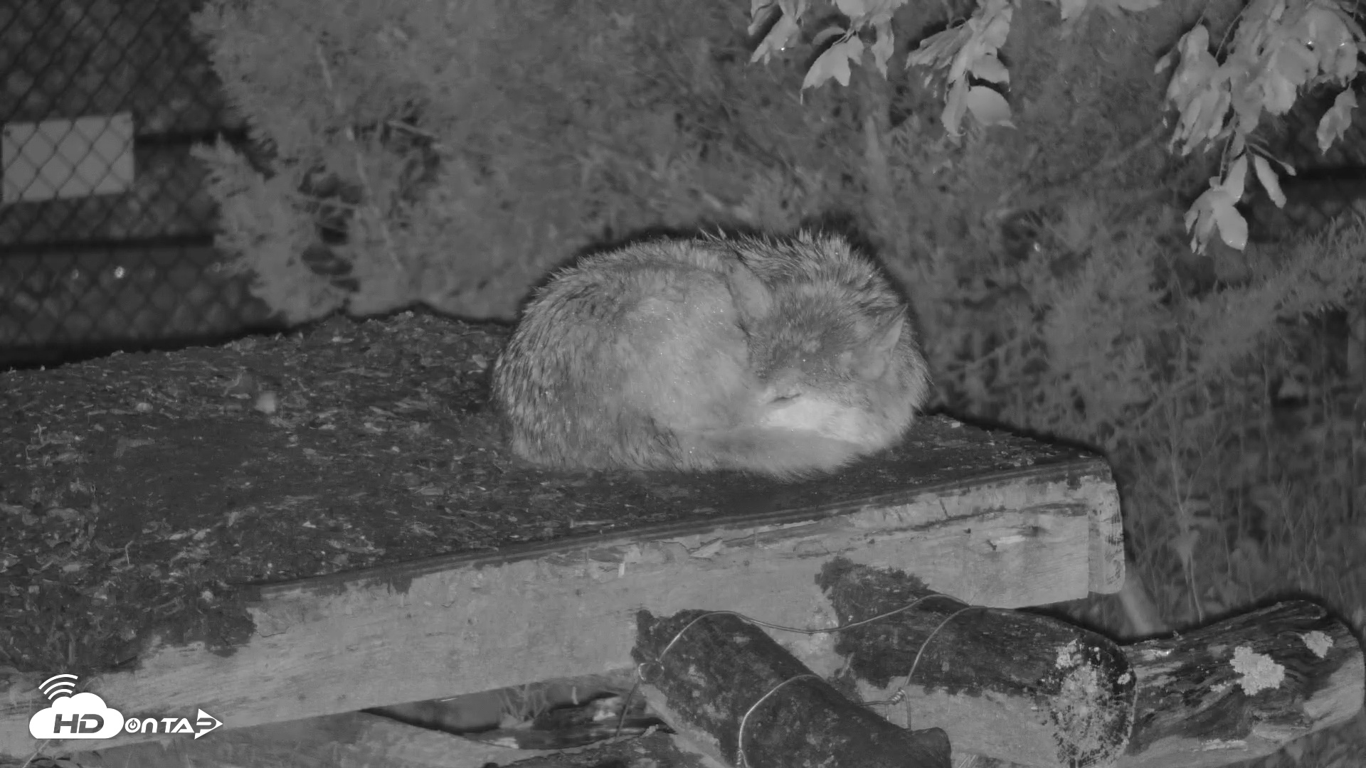Snapshot of Wolf Center - Exhibit Red Wolves taken May 21, 2025, 11:53pm EDT