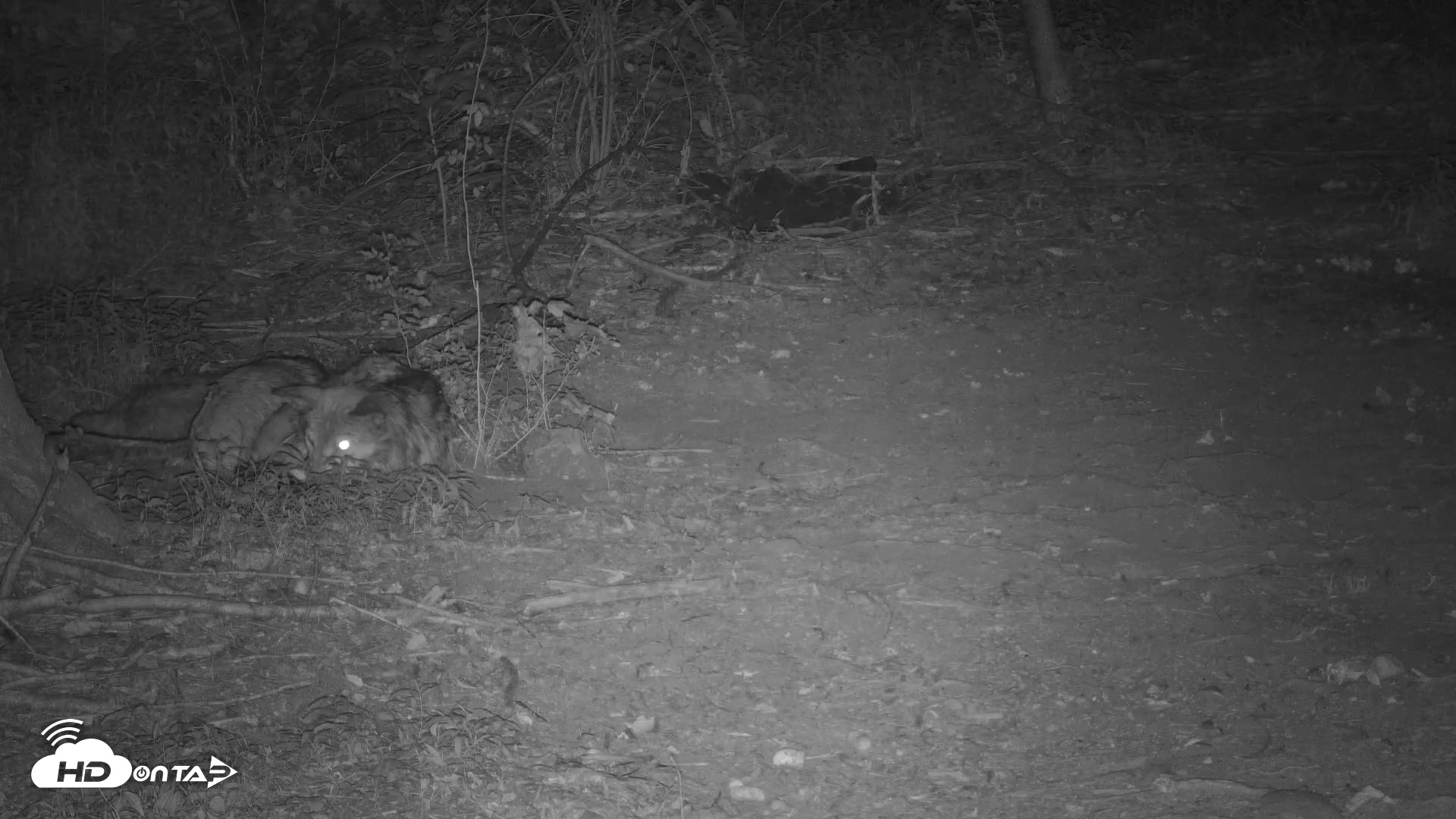 Snapshot of Red Wolves Live Webcam at the Wolf Conservation Center taken Jul 17, 2025, 11:34pm EDT