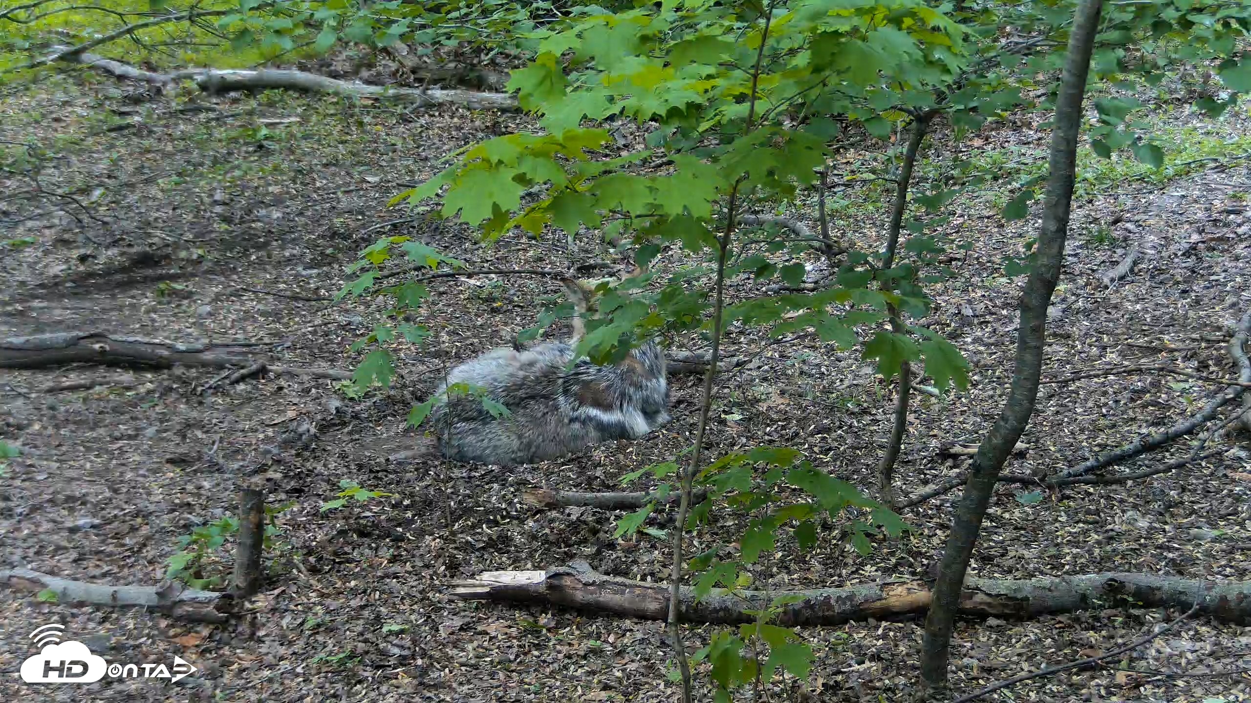 Snapshot of Red Wolves Live Webcam at the Wolf Conservation Center taken May 14, 2026, 12:10pm EDT