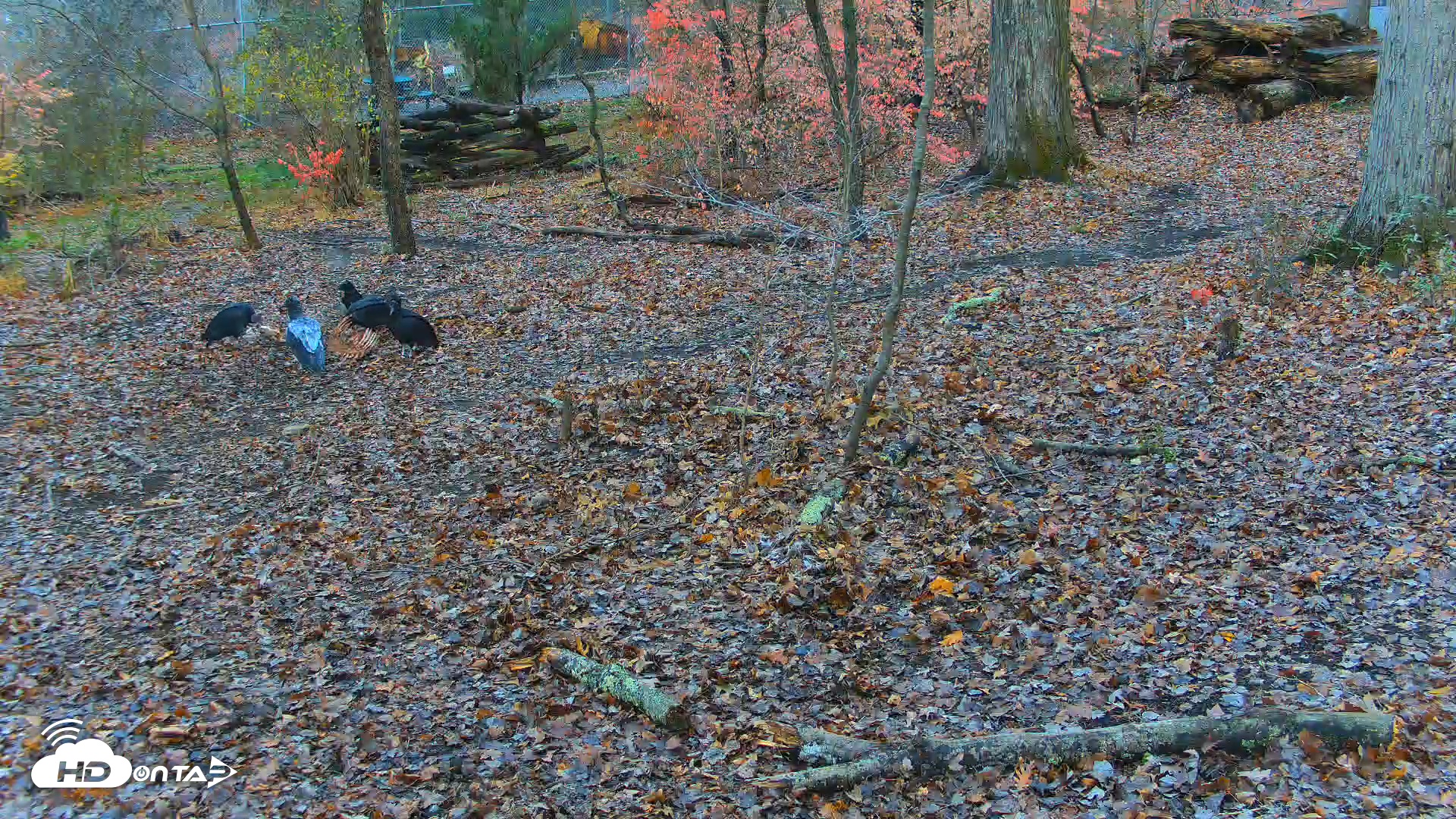 Snapshot of Red Wolves Live Webcam at the Wolf Conservation Center taken Nov 16, 2025, 8:34am EST