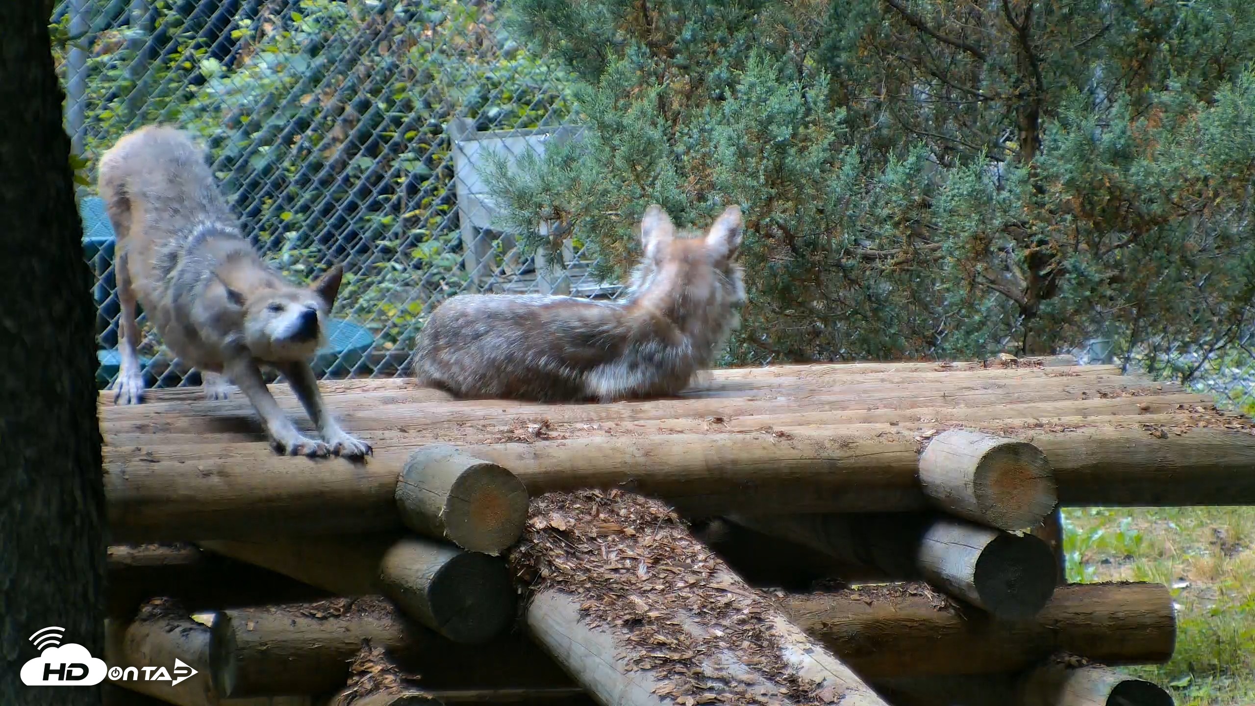 Snapshot of Red Wolves Live Webcam at the Wolf Conservation Center taken Jul 28, 2026, 8:20am EDT