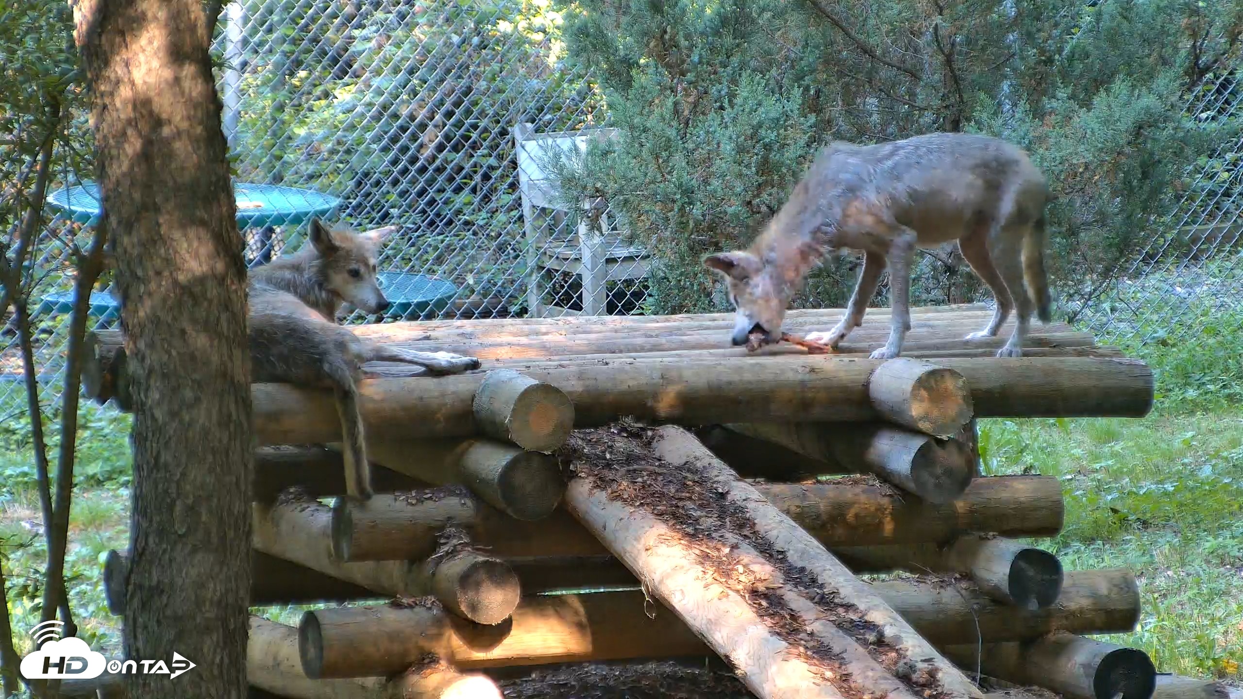 Snapshot of Red Wolves Live Webcam at the Wolf Conservation Center taken Aug 7, 2026, 9:56am EDT