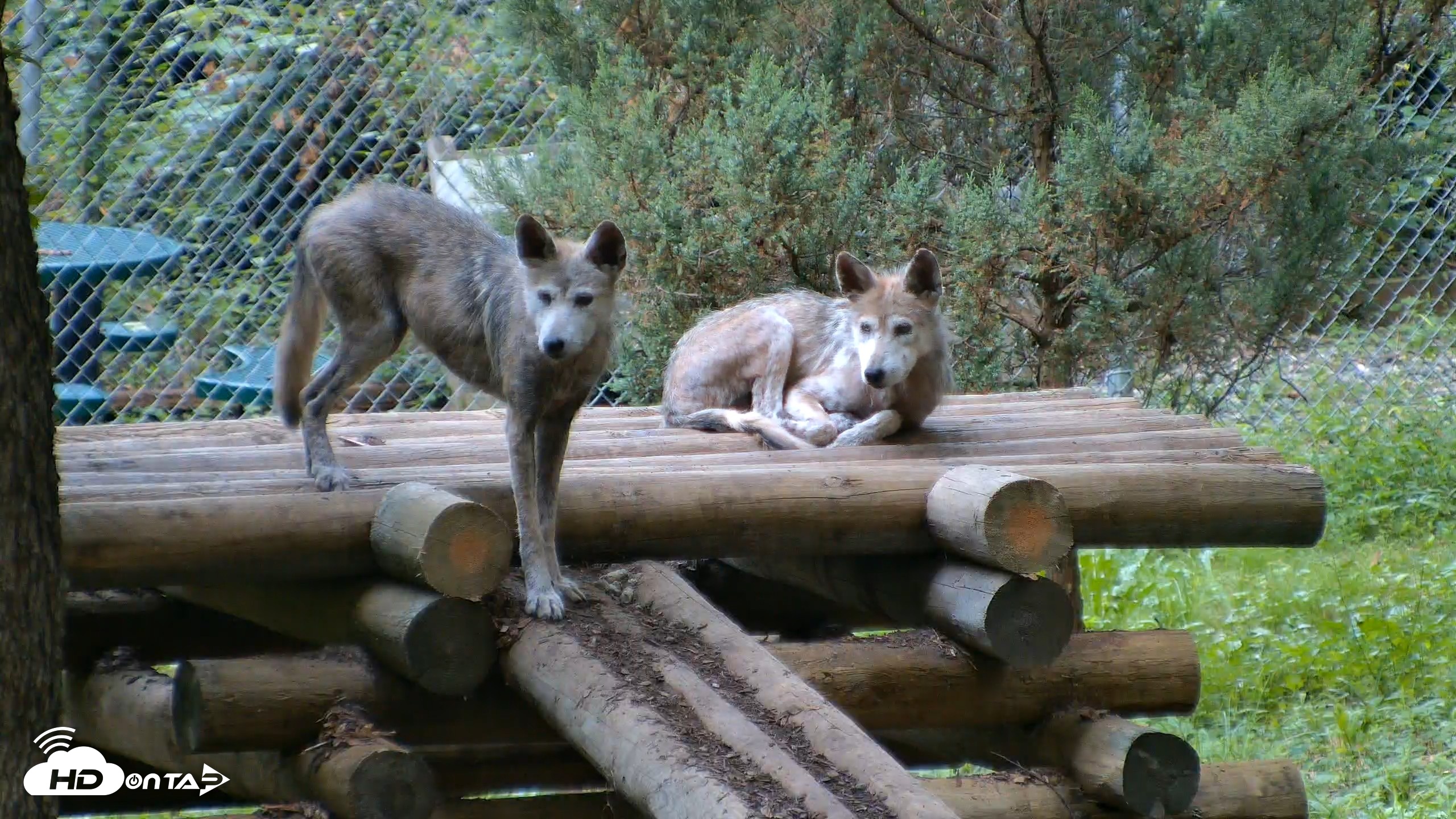 Snapshot of Red Wolves Live Webcam at the Wolf Conservation Center taken Aug 16, 2026, 8:01am EDT