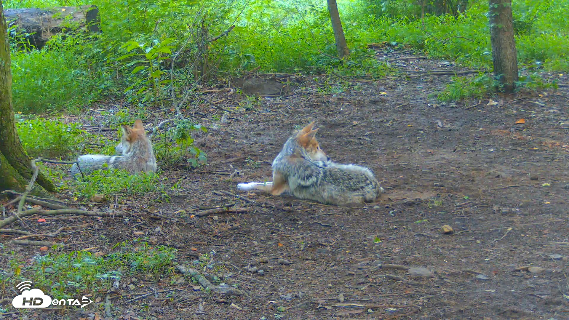 Snapshot of Red Wolves Live Webcam at the Wolf Conservation Center taken Jul 16, 2025, 7:10am EDT