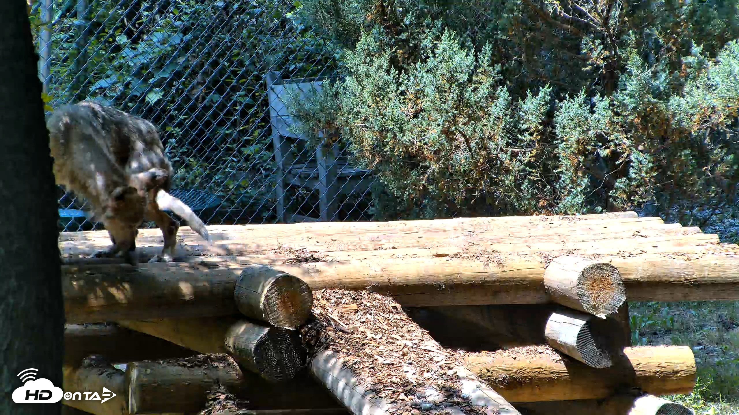 Snapshot of Red Wolves Live Webcam at the Wolf Conservation Center taken Jul 27, 2026, 1:09pm EDT