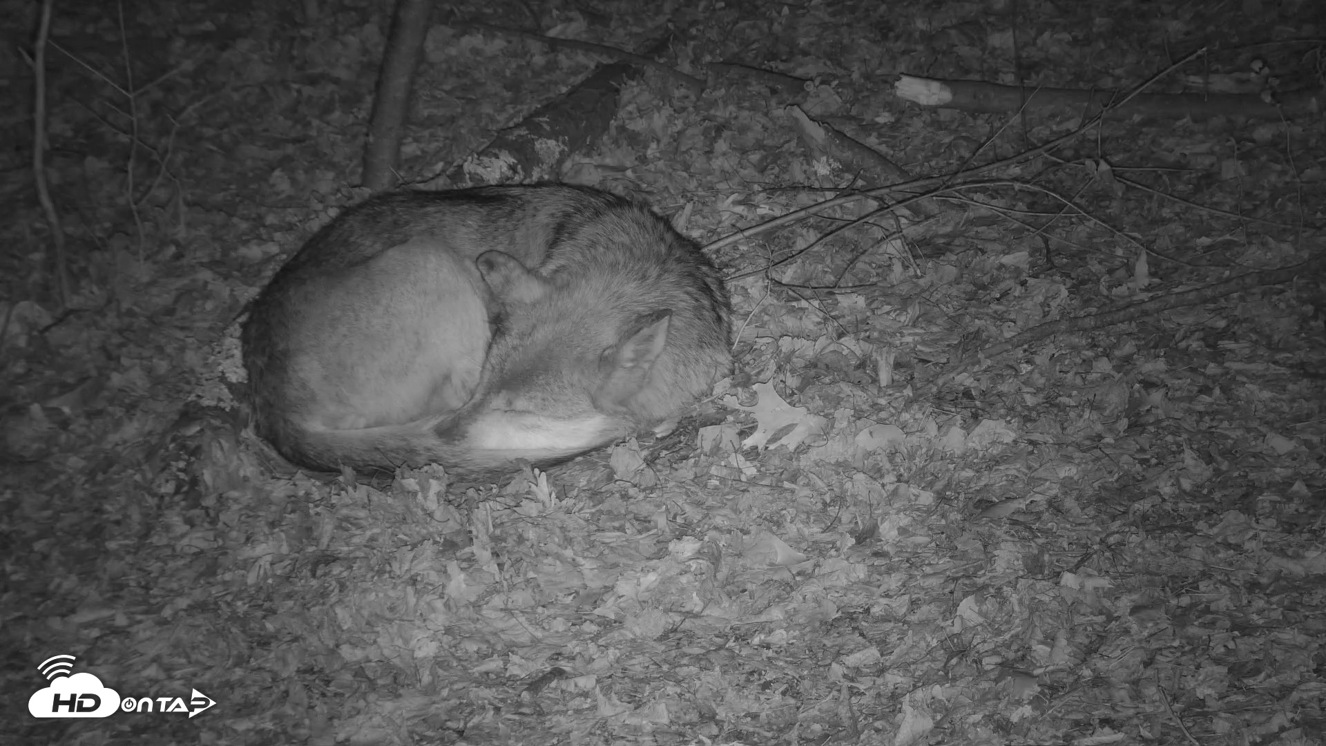 Snapshot of Red Wolves Live Webcam at the Wolf Conservation Center taken Nov 16, 2025, 8:51pm EST