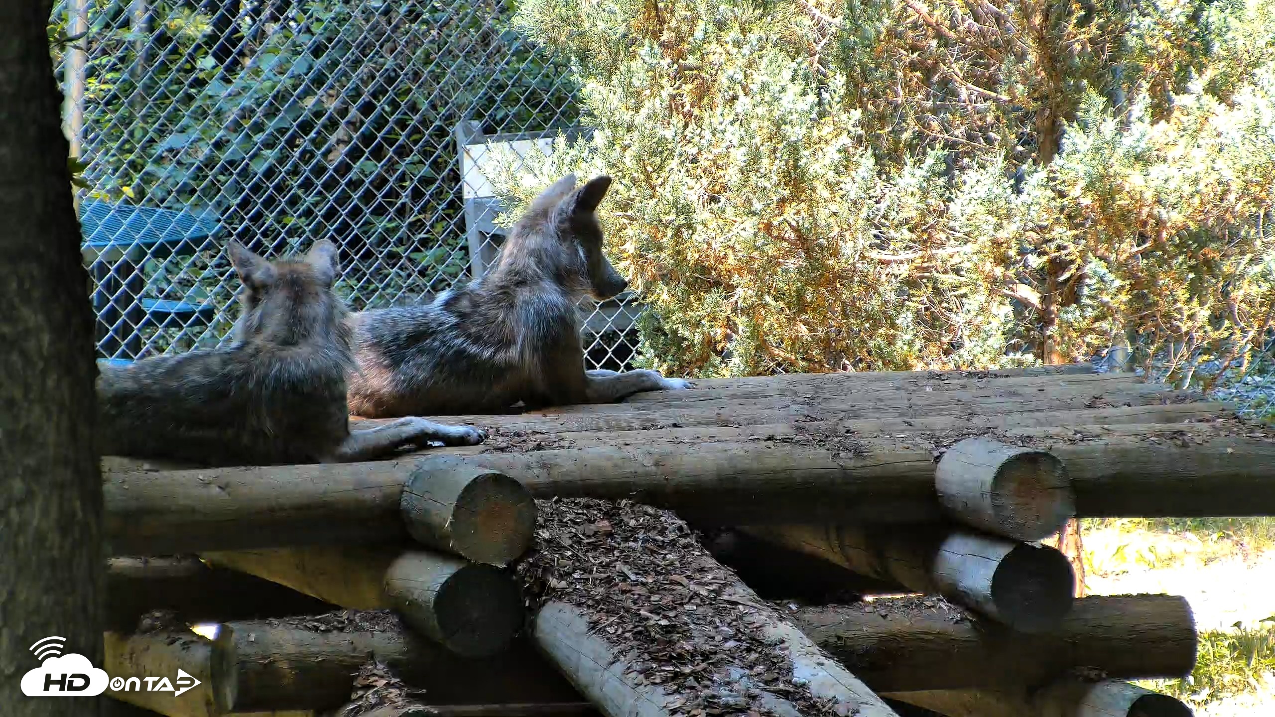 Snapshot of Red Wolves Live Webcam at the Wolf Conservation Center taken Jul 27, 2026, 11:50am EDT