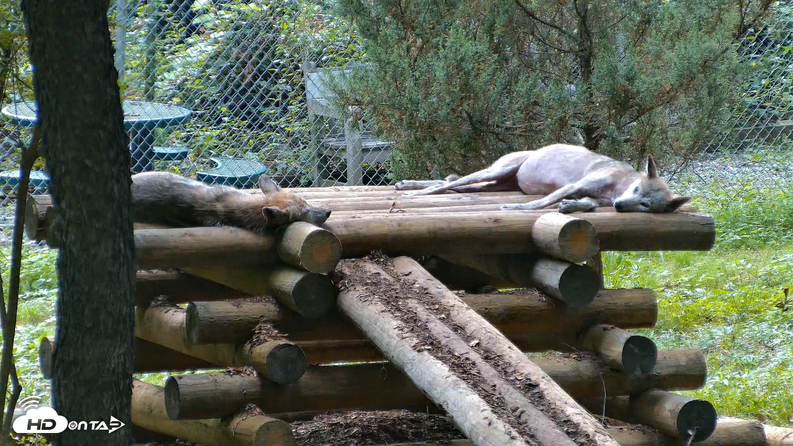 Snapshot of Red Wolves Live Webcam at the Wolf Conservation Center taken Aug 11, 2026, 5:34pm EDT