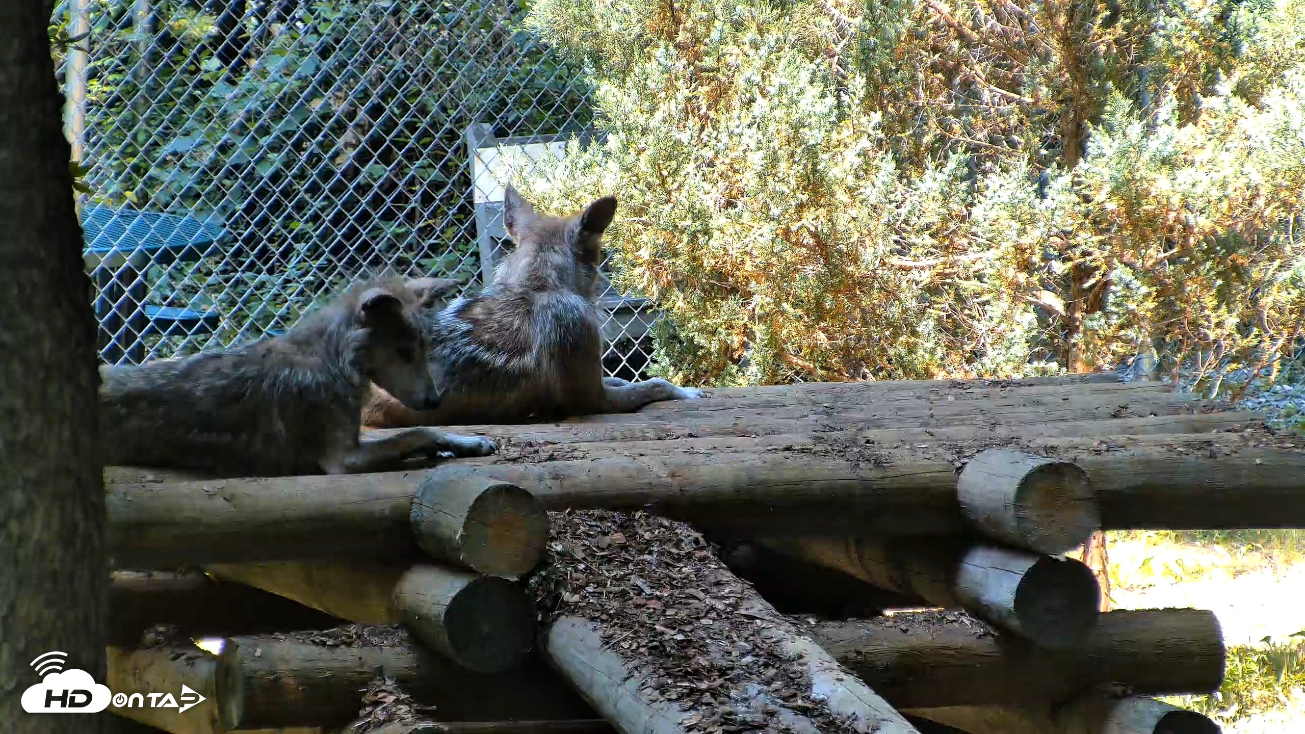 Snapshot of Red Wolves Live Webcam at the Wolf Conservation Center taken Jul 27, 2026, 11:50am EDT