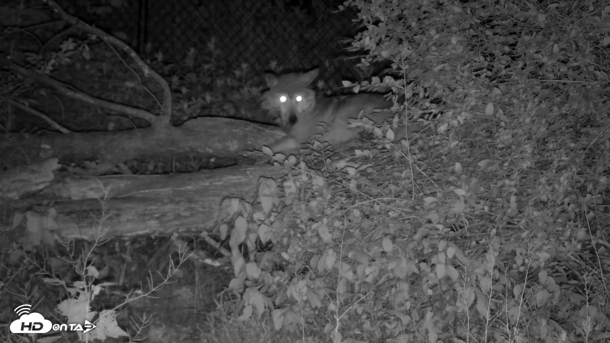 Snapshot of Red Wolves Live Webcam at the Wolf Conservation Center taken Jun 19, 2026, 11:56pm EDT