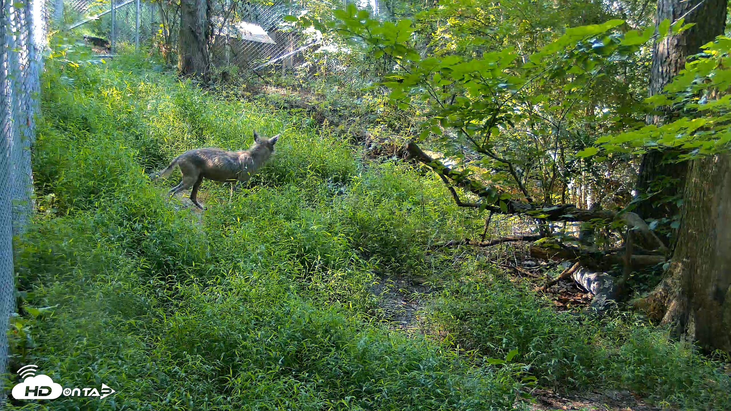 Snapshot of Red Wolves Live Webcam at the Wolf Conservation Center taken Aug 7, 2026, 9:27am EDT