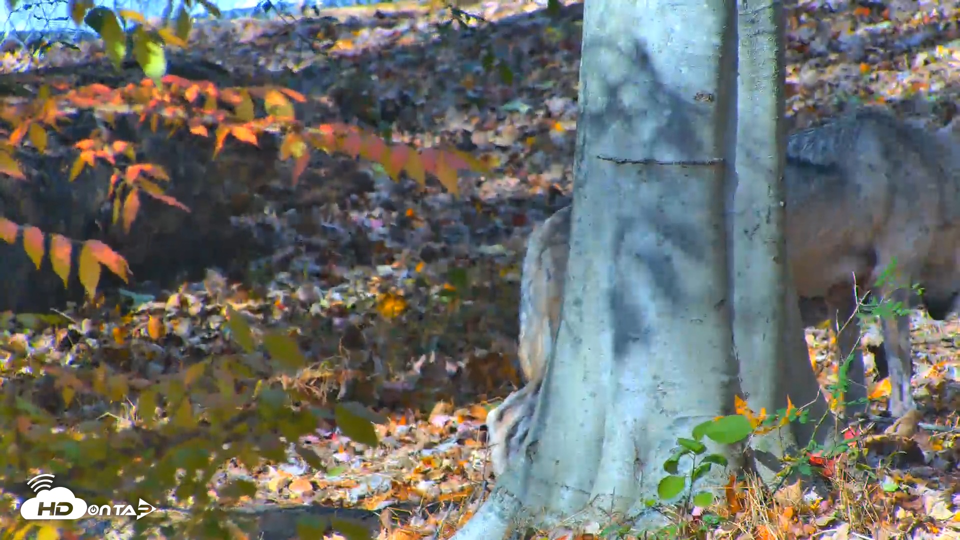 Snapshot of Red Wolves Live Webcam at the Wolf Conservation Center taken Nov 1, 2025, 1:56pm EDT