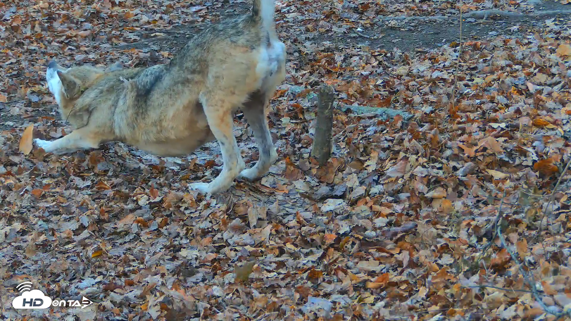 Snapshot of Red Wolves Live Webcam at the Wolf Conservation Center taken Nov 14, 2025, 7:18am EST