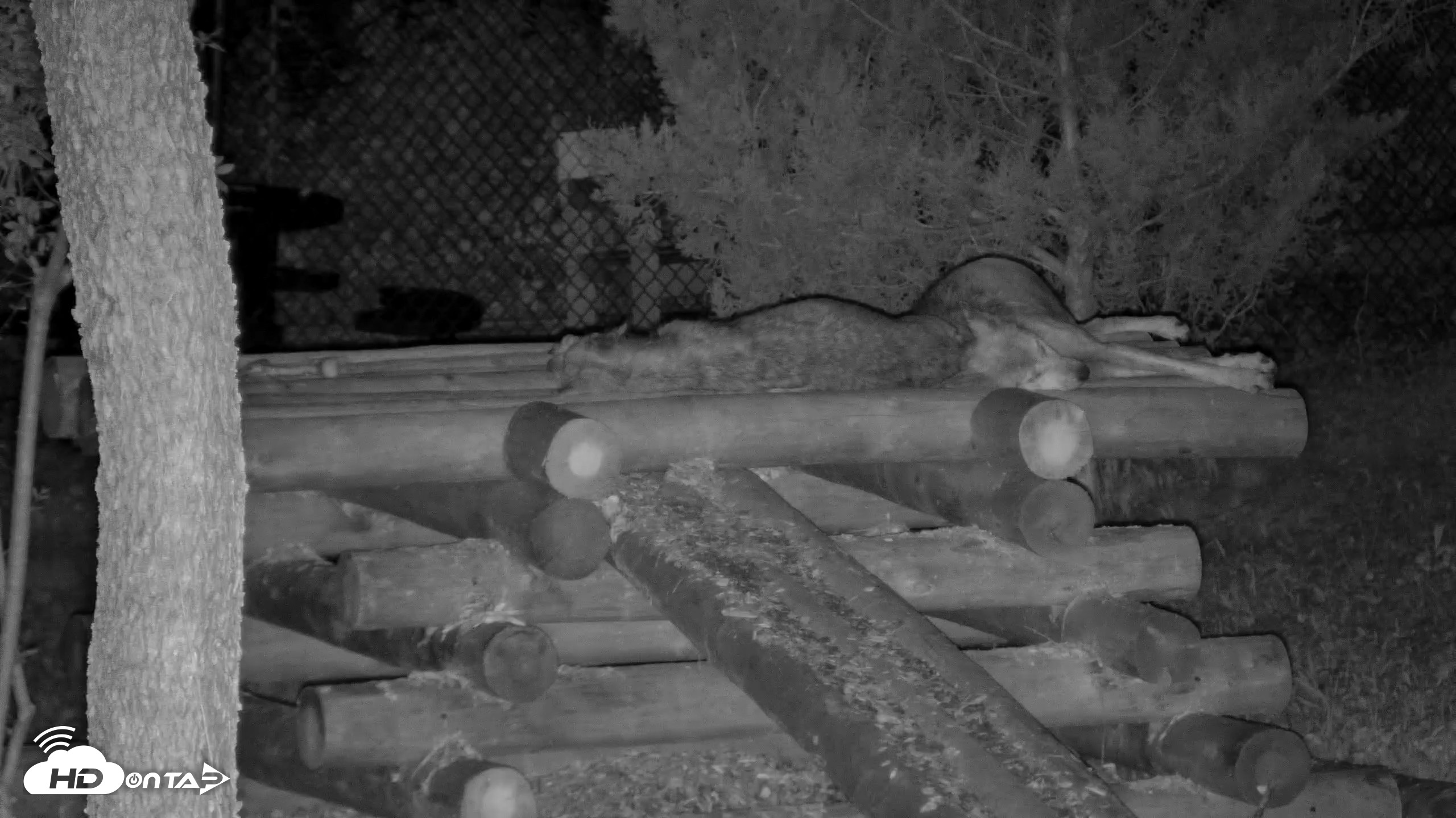 Snapshot of Red Wolves Live Webcam at the Wolf Conservation Center taken Aug 12, 2026, 1:40am EDT