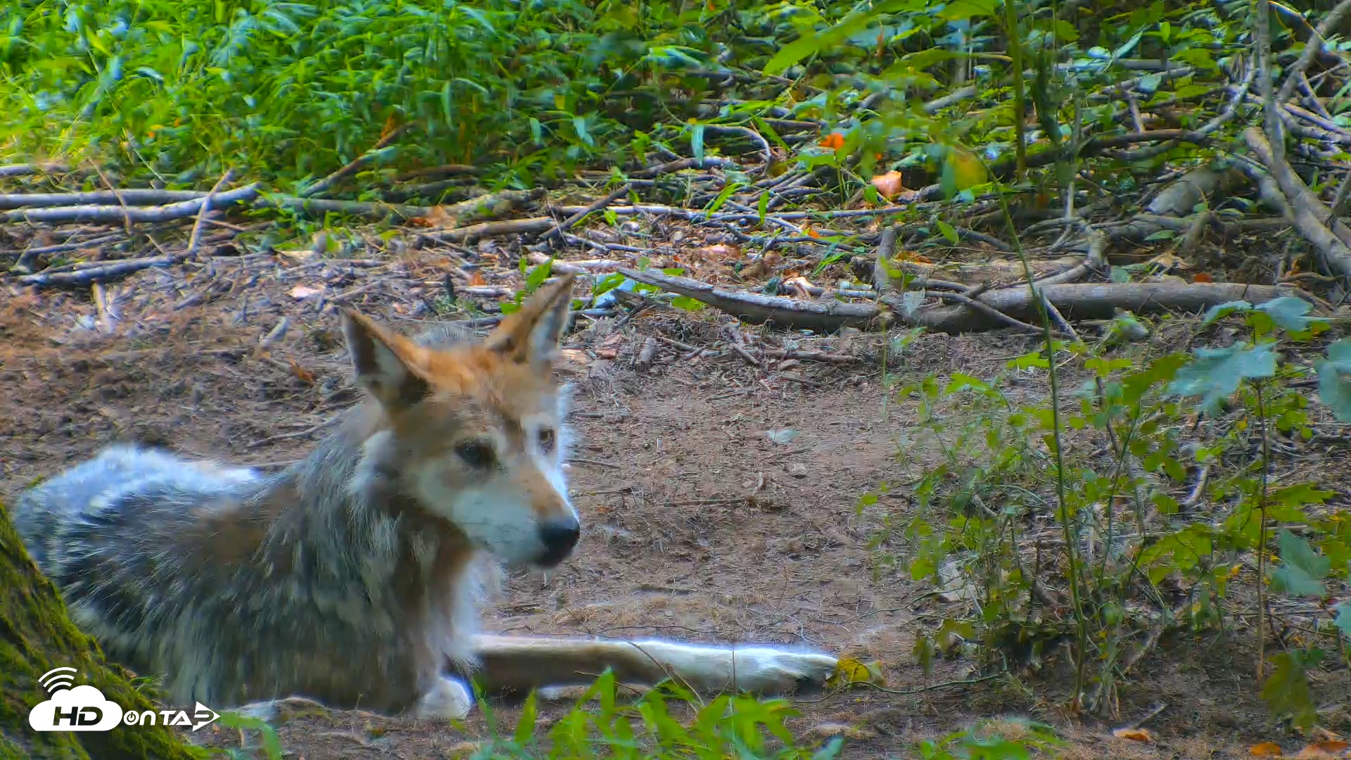 Snapshot of Red Wolves Live Webcam at the Wolf Conservation Center taken Jul 27, 2025, 2:47pm EDT