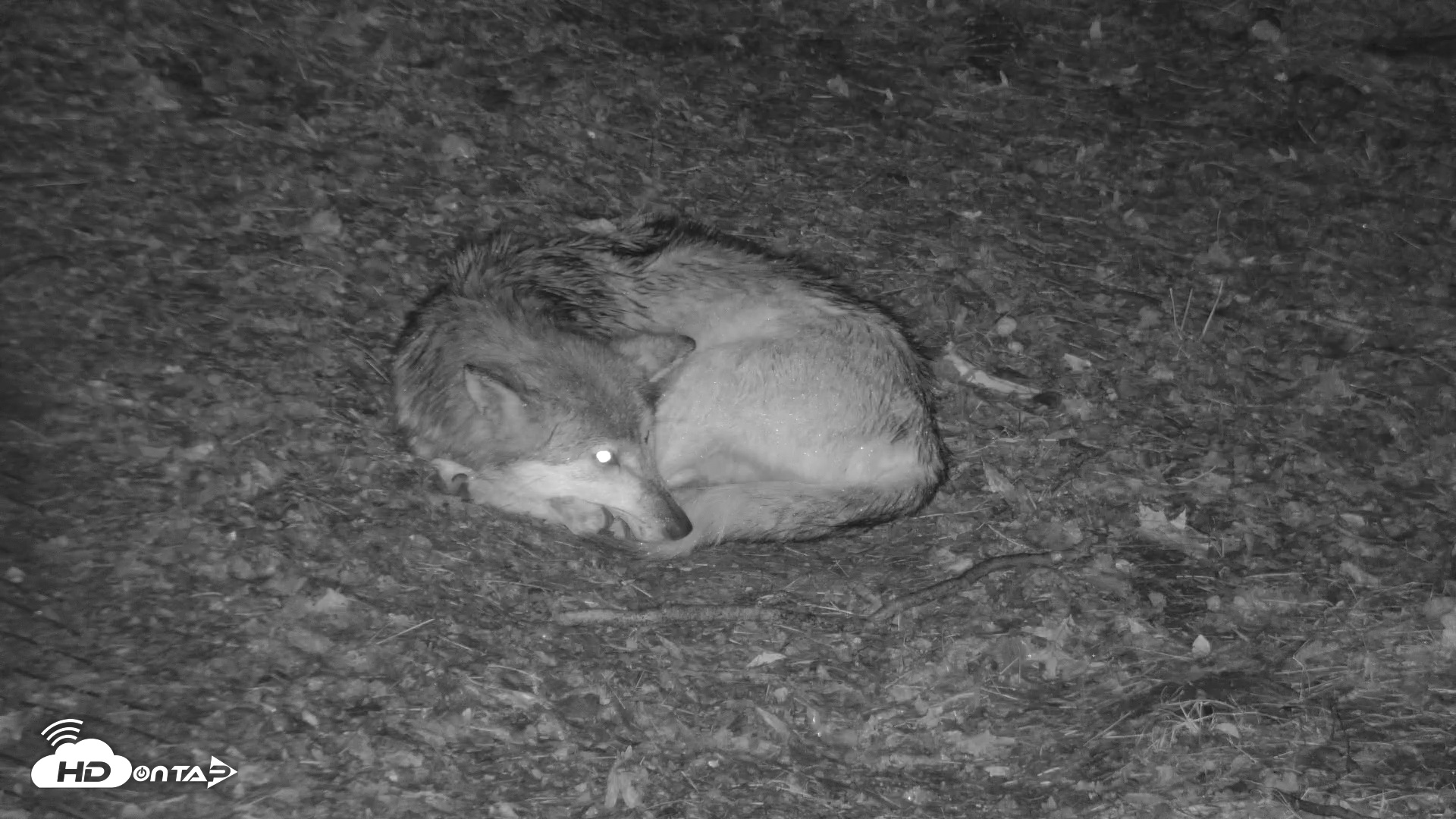 Snapshot of Red Wolves Live Webcam at the Wolf Conservation Center taken Nov 25, 2025, 8:03pm EST